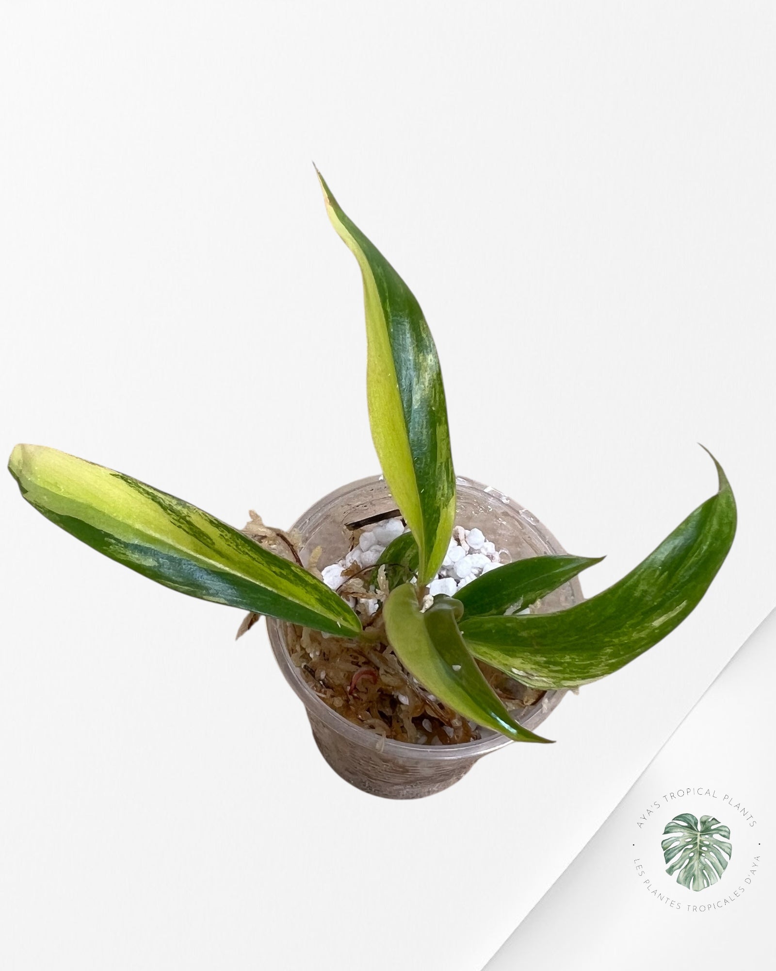 Philodendron Caramel Marble - TC10