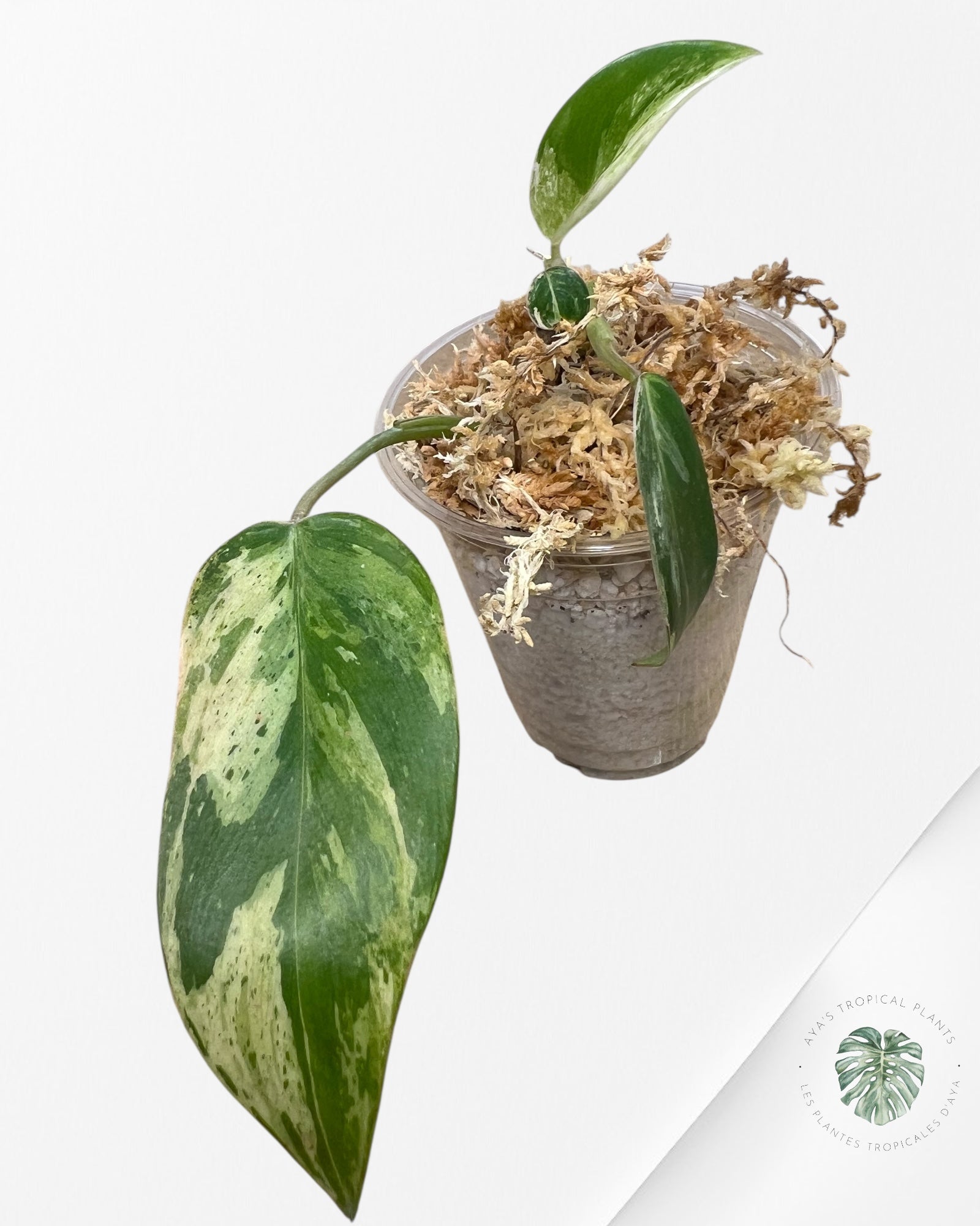Philodendron Emerald Ice Aurea - F