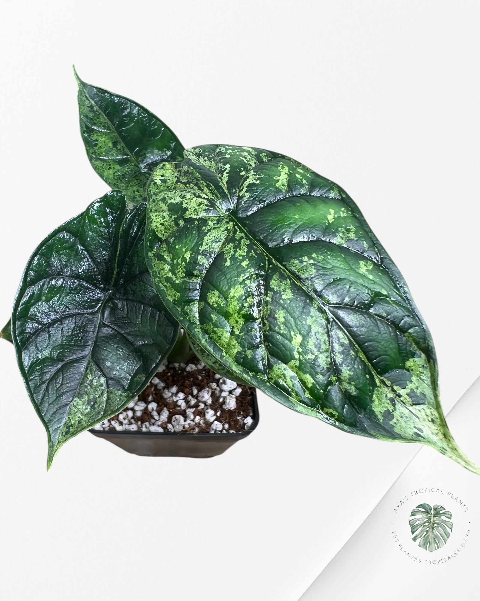 Alocasia Dragon Scale Mint - 92