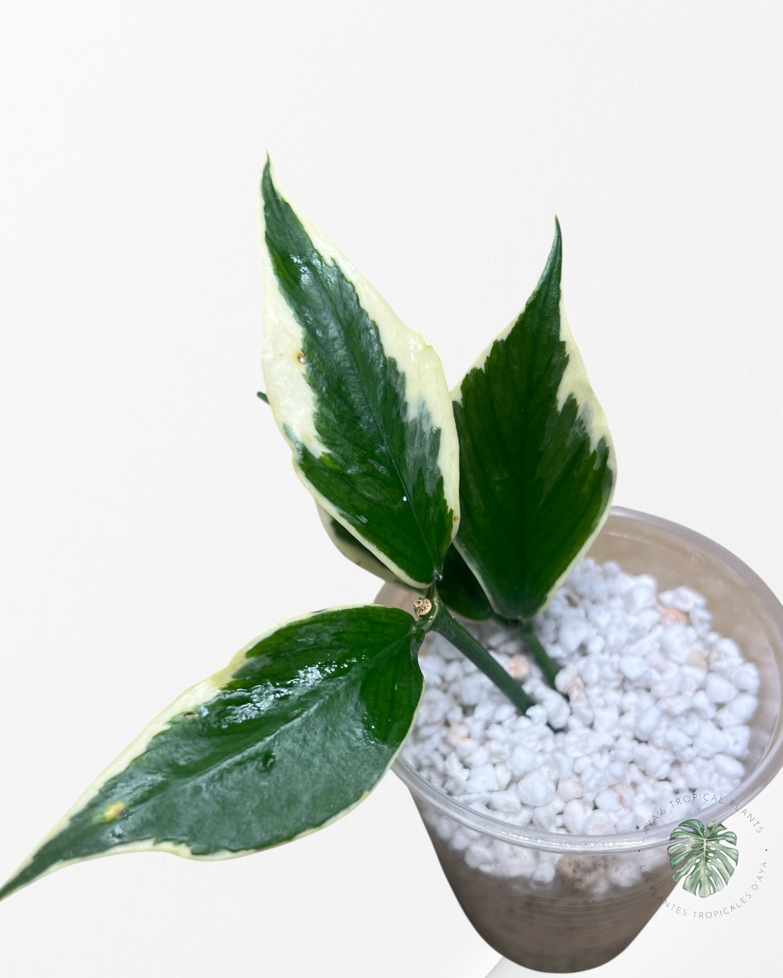 Hoya Polyneura Albo Panaché - HPC