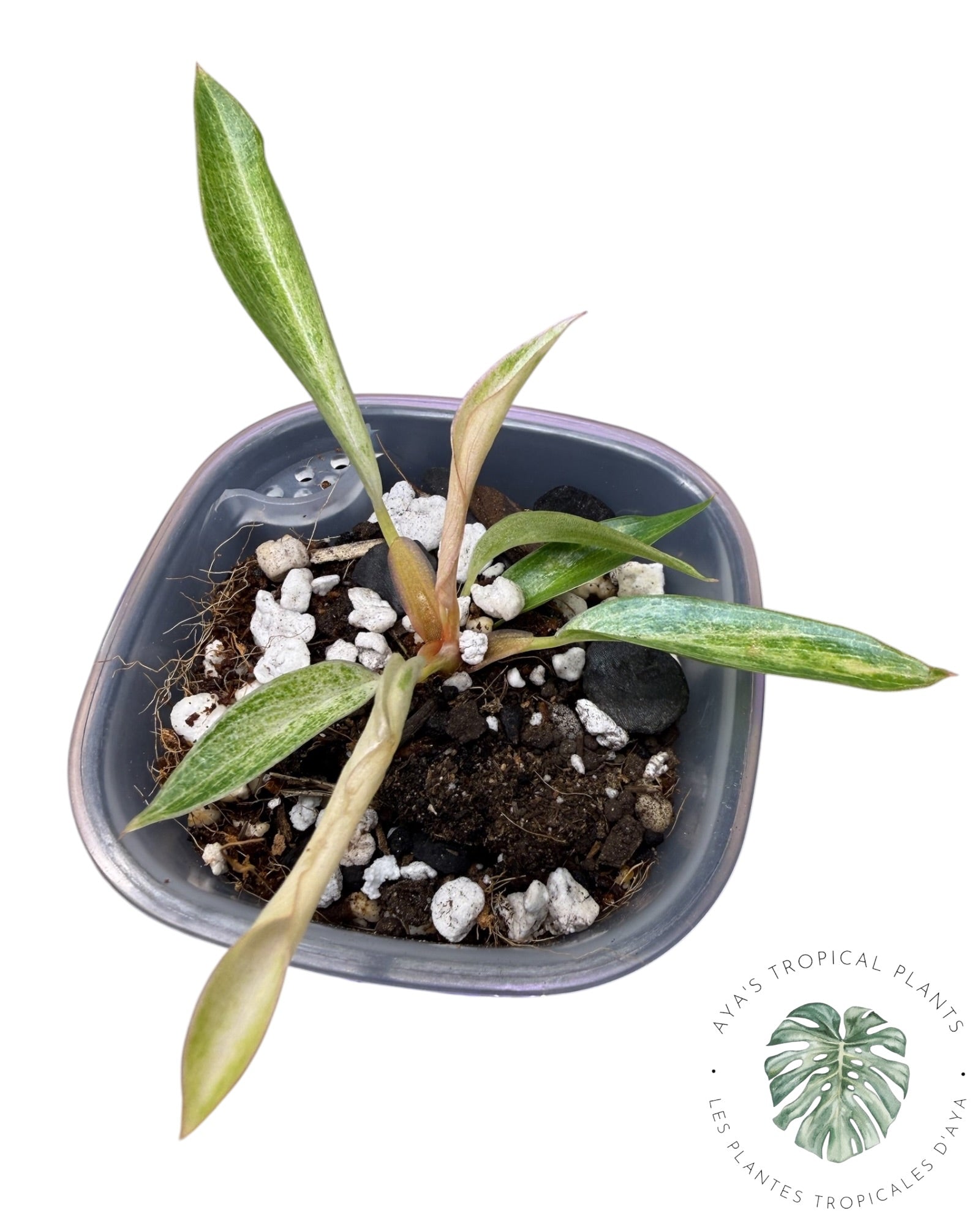 Philodendron Strawberry Caramel Panaché