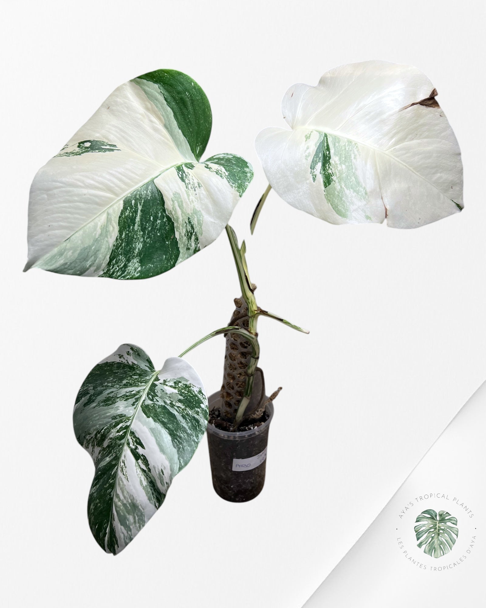 Monstera Borsigiana Albo-JAM5