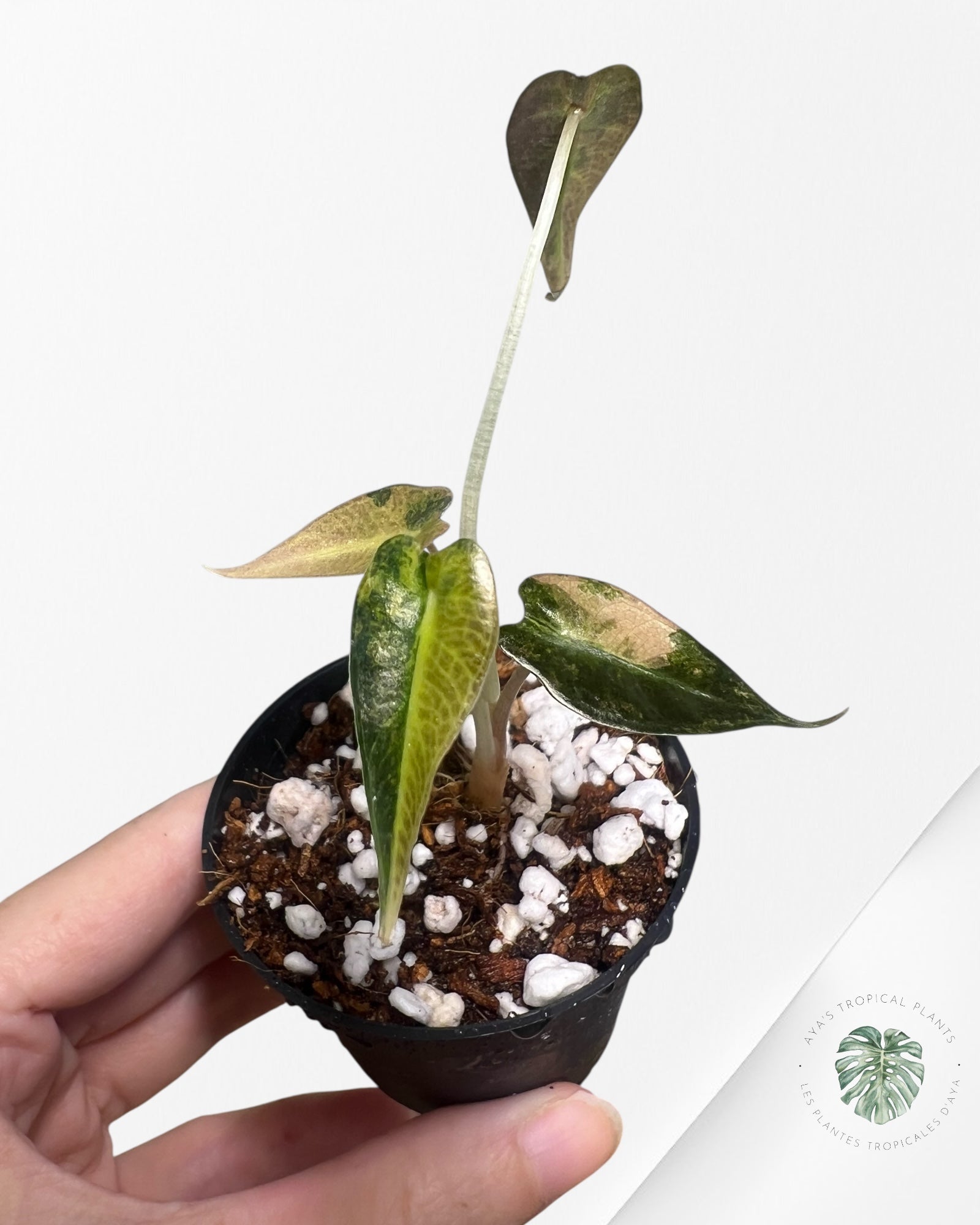 Alocasia Bambino Variegated (Aurea) - TC6