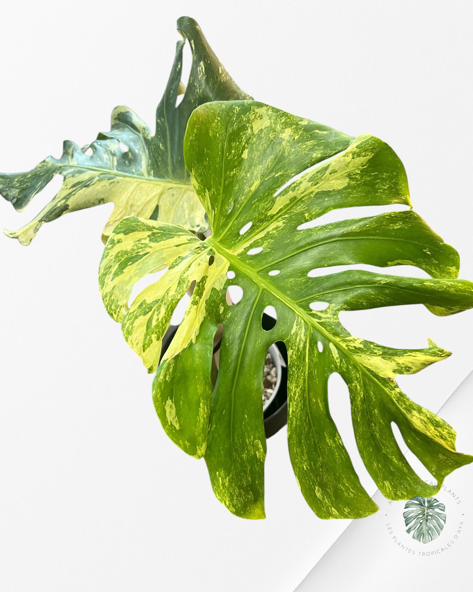 Monstera Ocean Mint