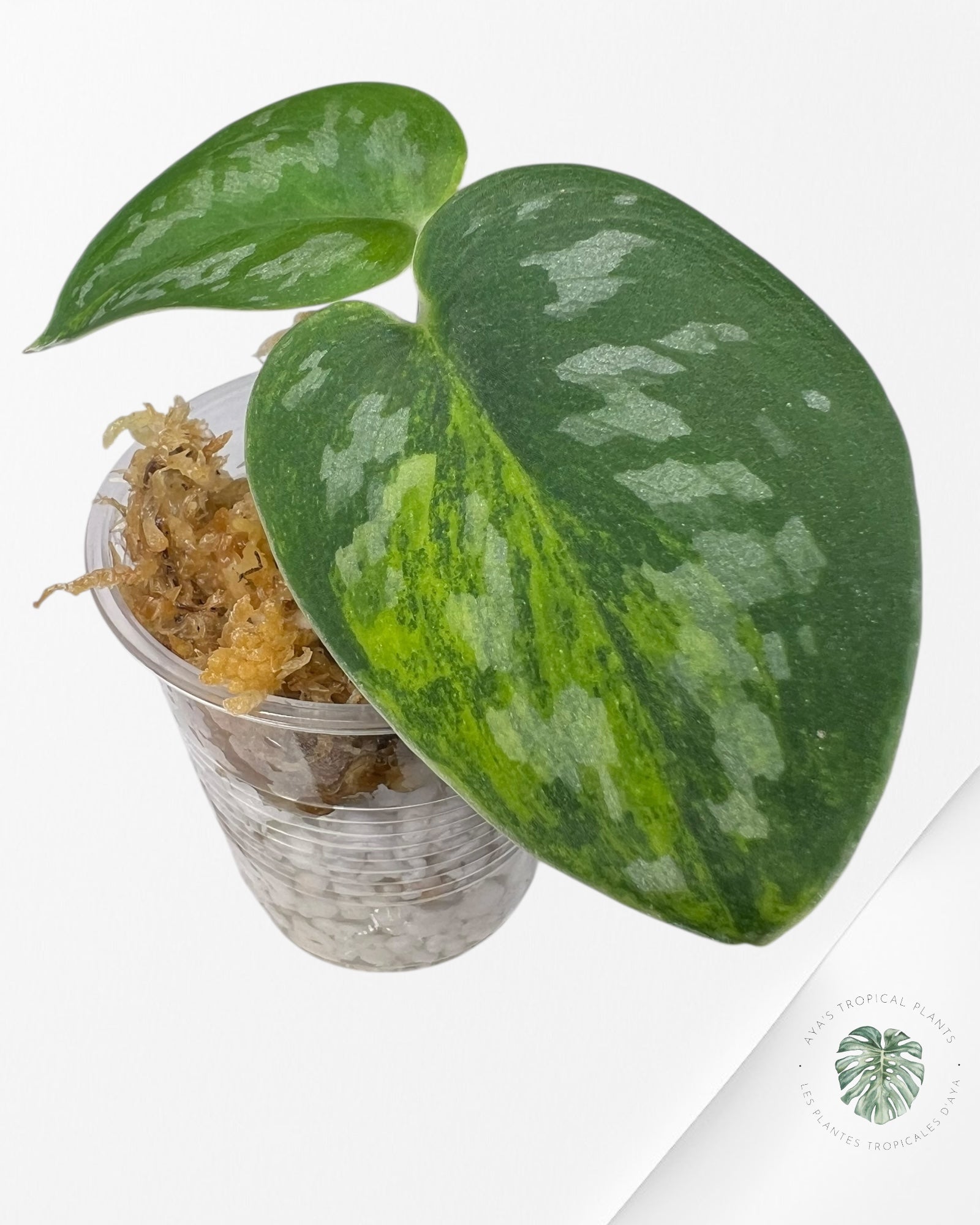 Diamant vert Scindapsus - SGD1