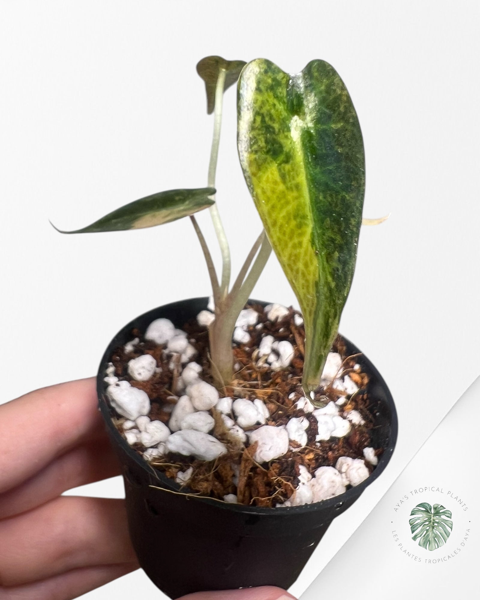 Alocasia Bambino Variegated (Aurea) - TC6
