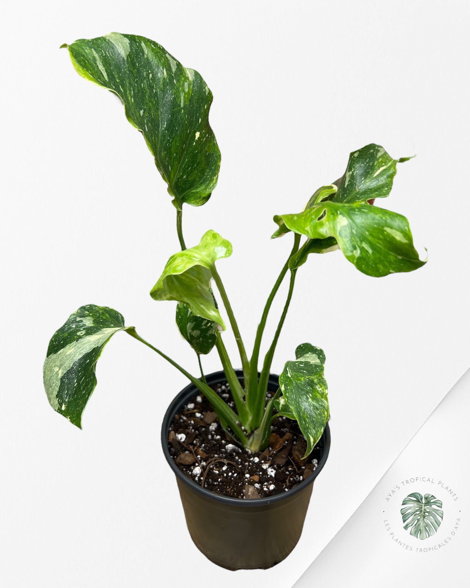 Monstera Miracle Tricolore -MTT210