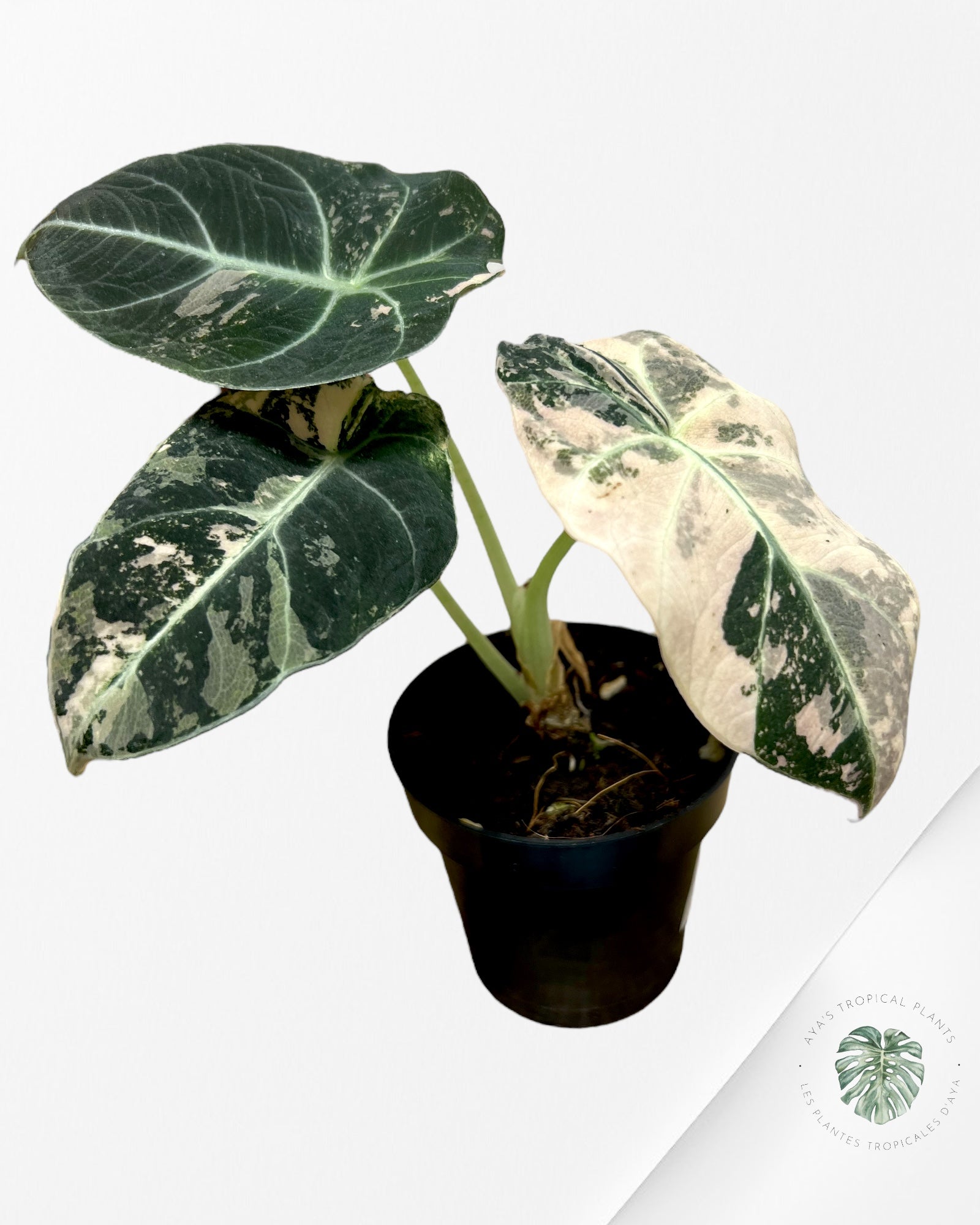 Alocasia Black Velvet Rose-F