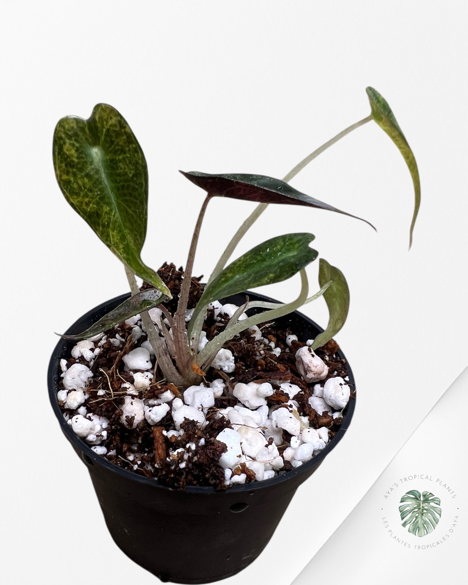 Alocasia Bambino Variegated (Aurea) - TC14