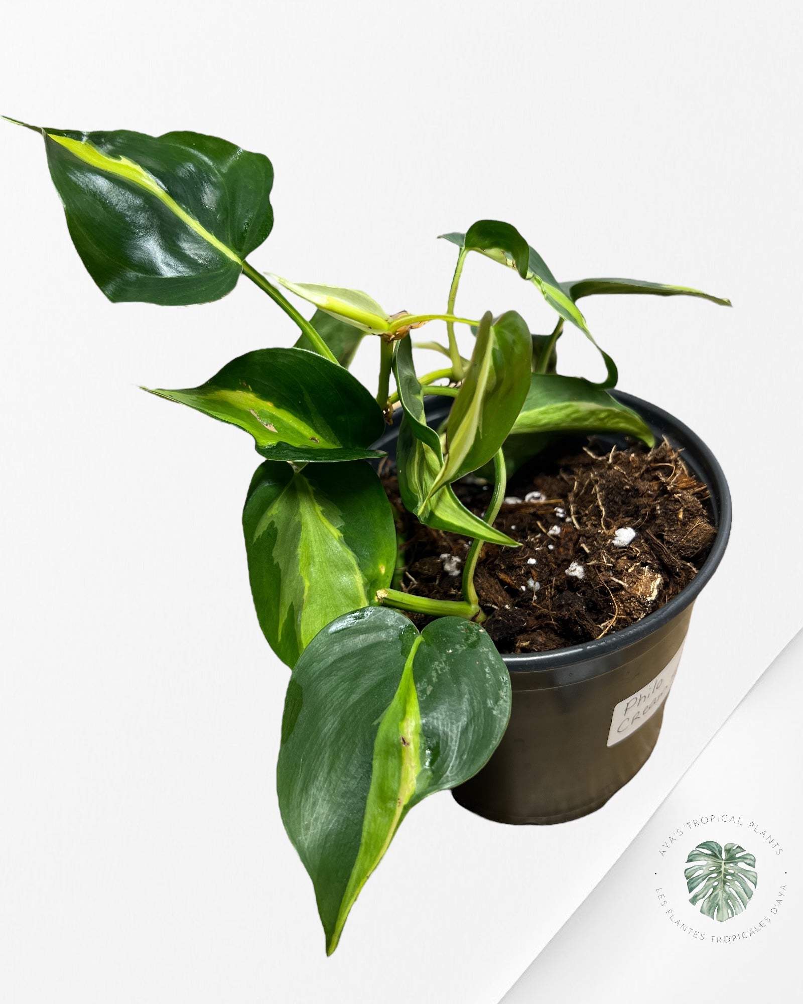 Philodendron Cream Splash - A