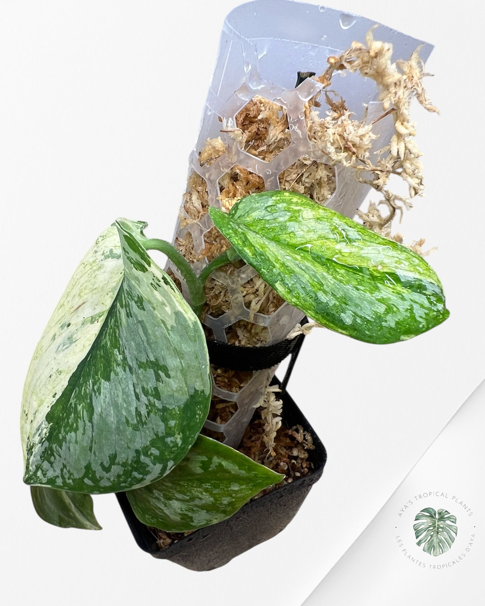 Scindapsus Prabu - EXP08
