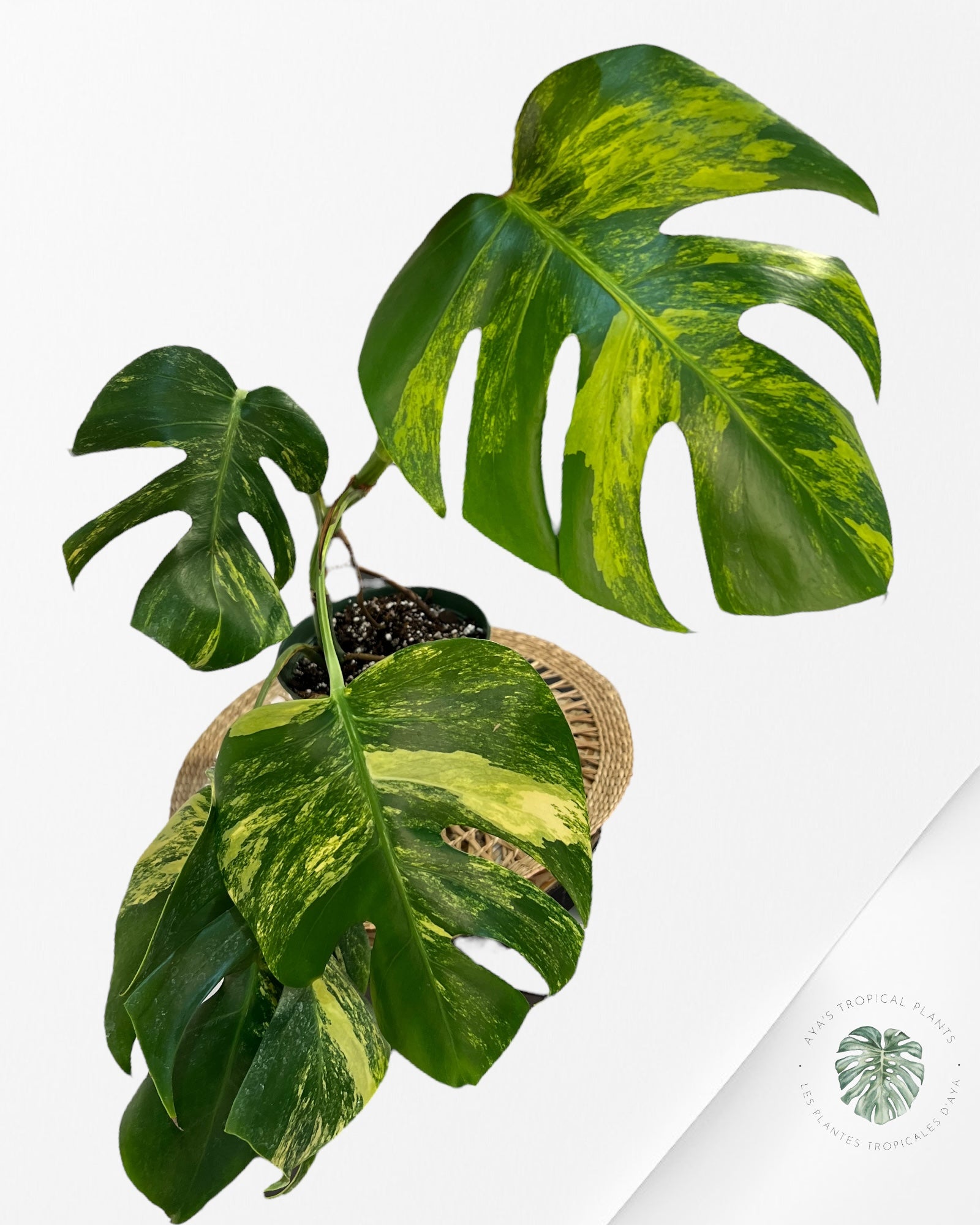 Monstera Aurea -JA9