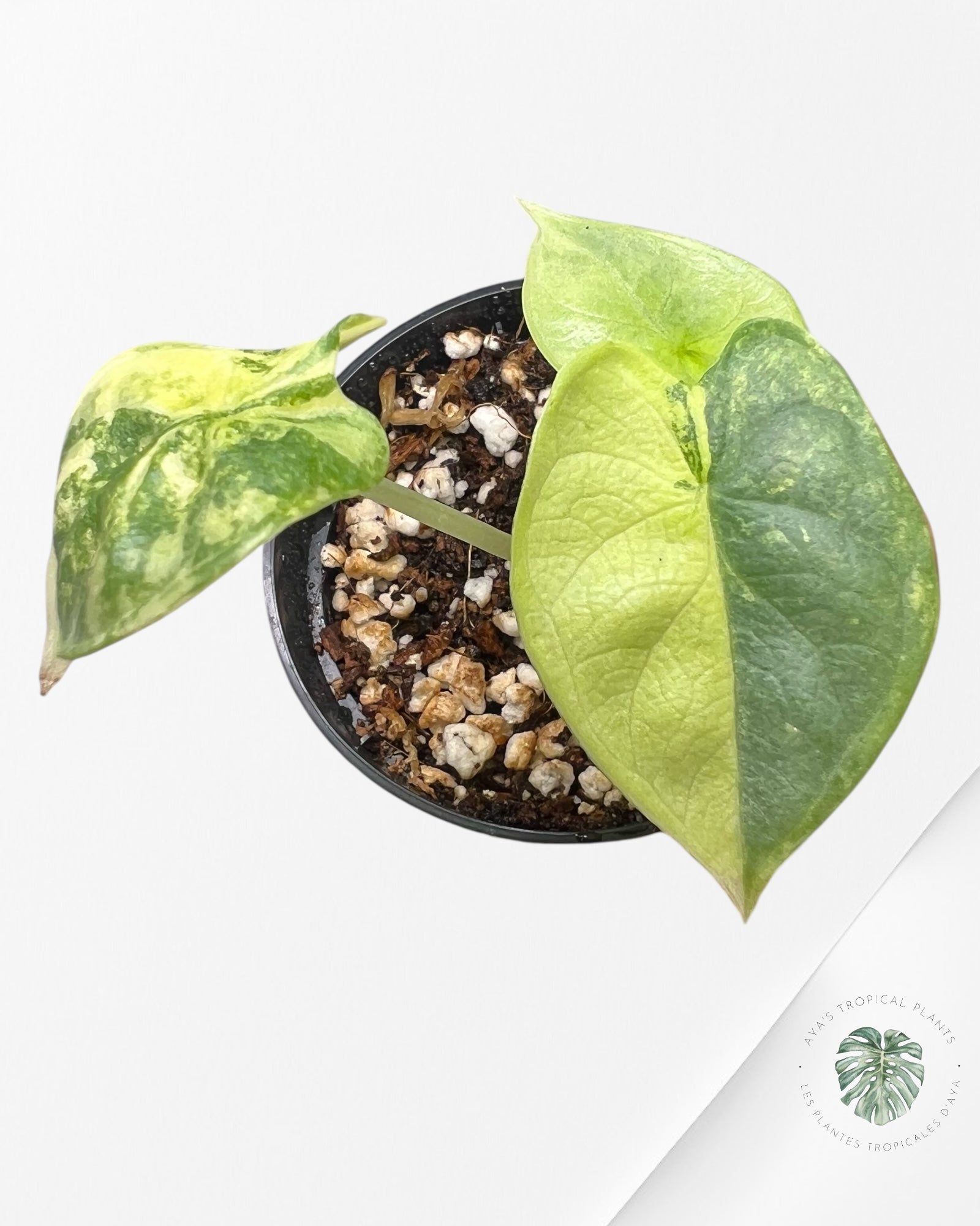 Alocasia Silver Dragon Variegated Aurea -TC19