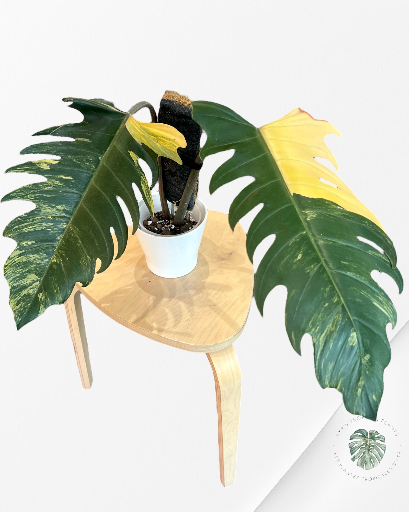 Philodendron Caramel Marble - PU