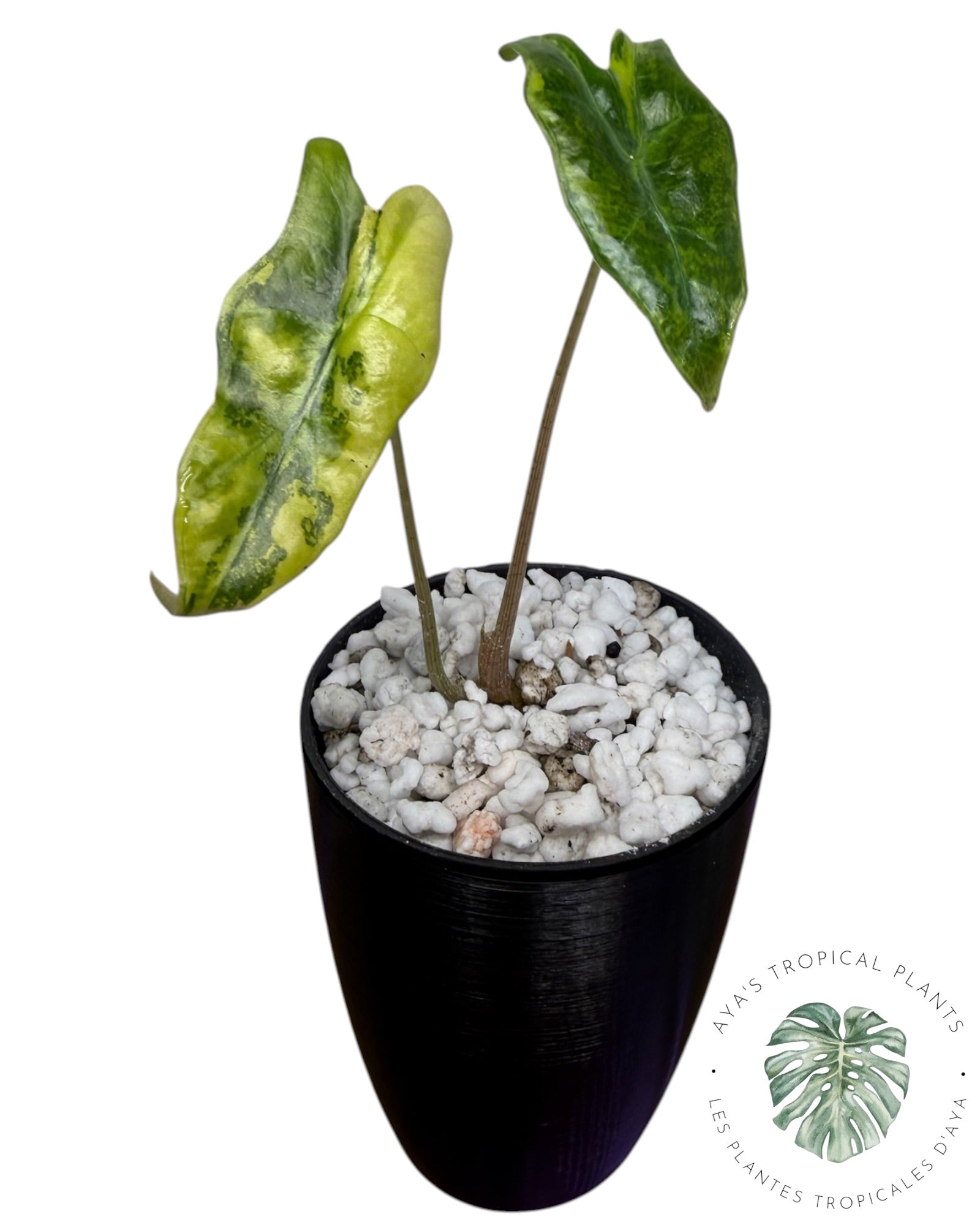 Alocasia Nobilis Aurea Variegated