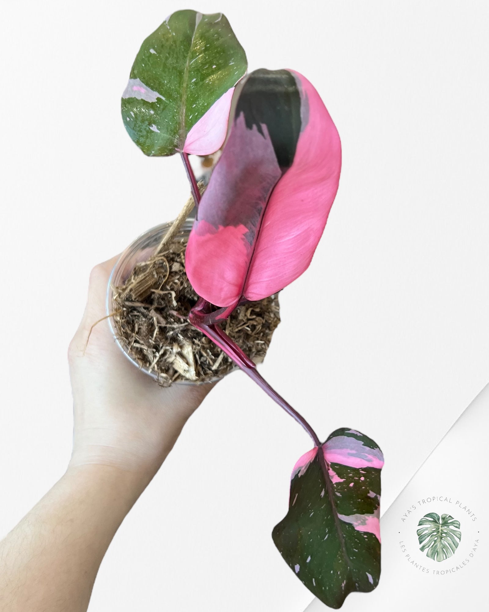 Philodendron Pink Princess Marble King-PO0724