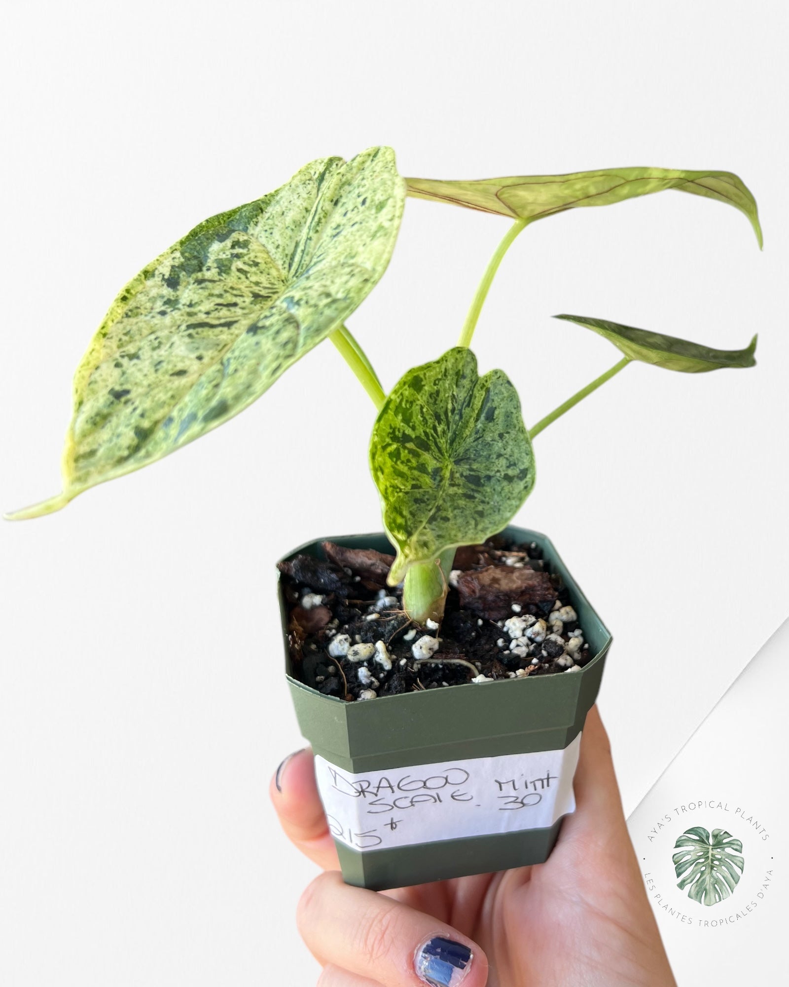 Alocasia baginda 'Dragon Scale' variegated Mint-30