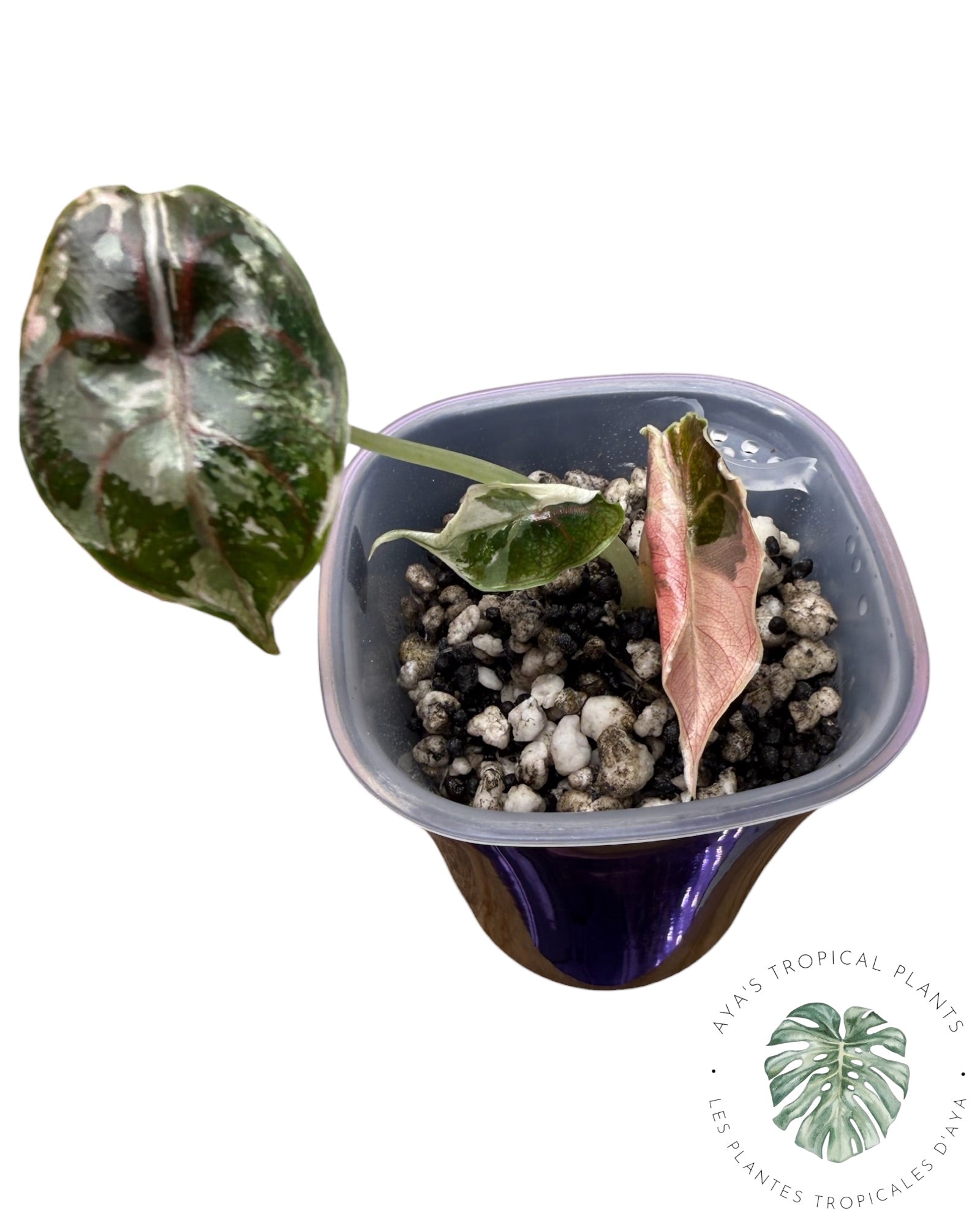 Alocasia Azlanii Rose
