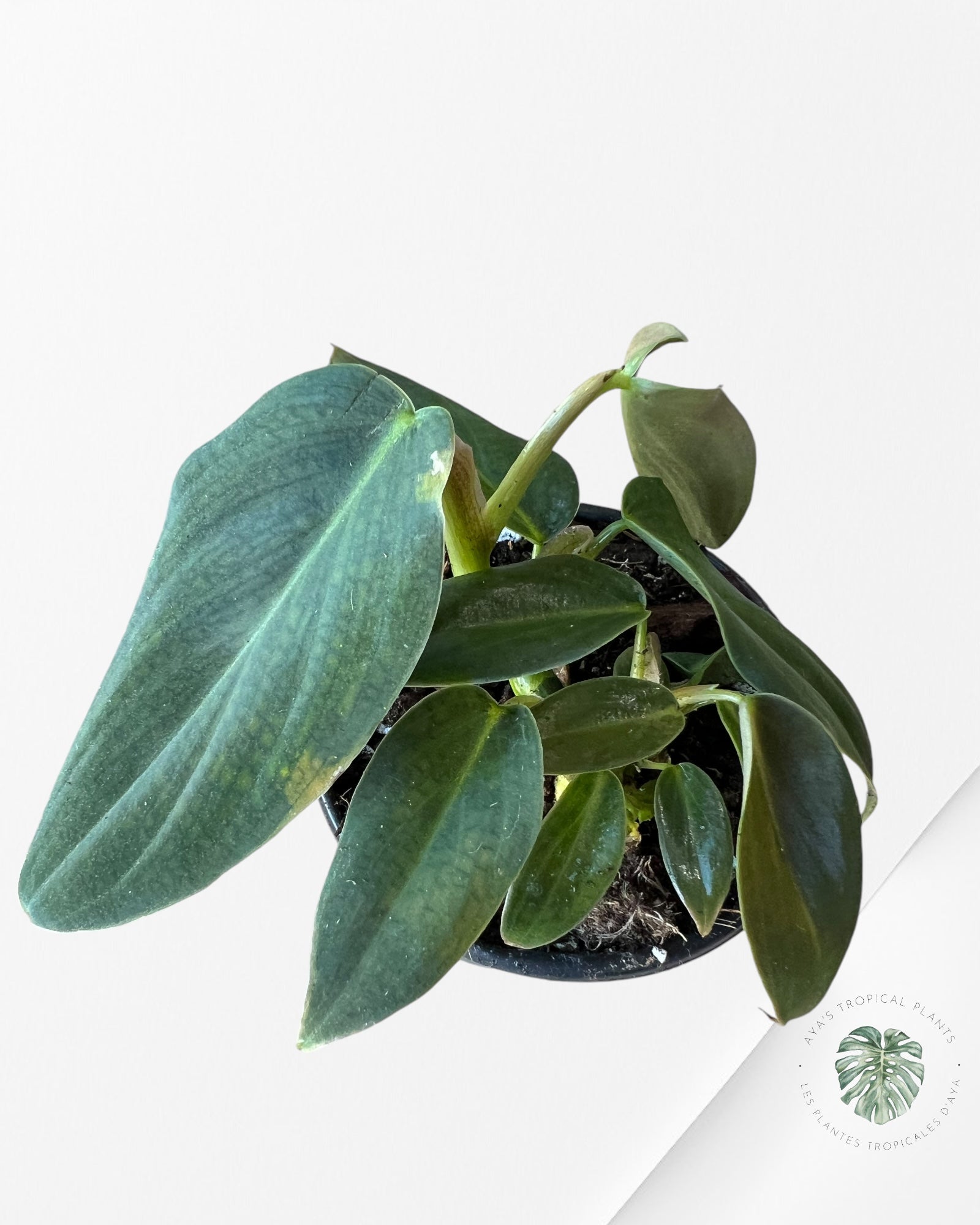 Philodendron Gigas -A