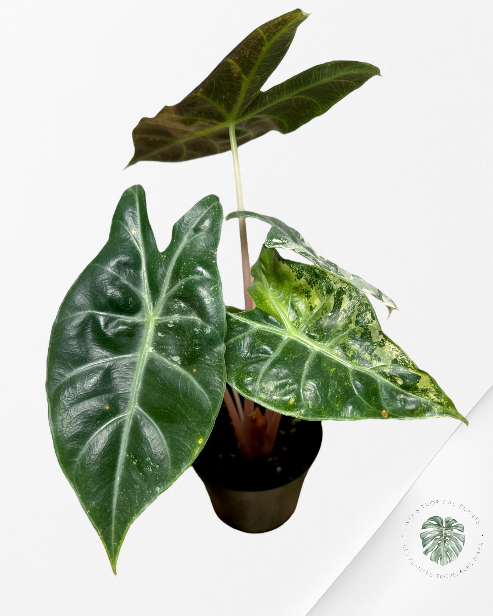 Alocasia 'Nairobi Night' variegated - A