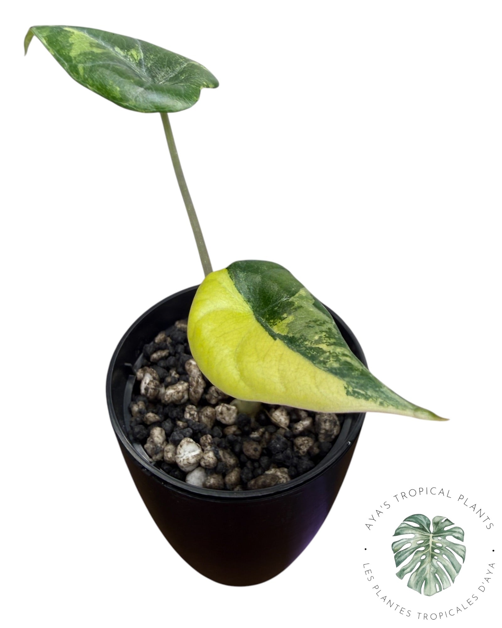 Alocasia Maharani Golden Lime