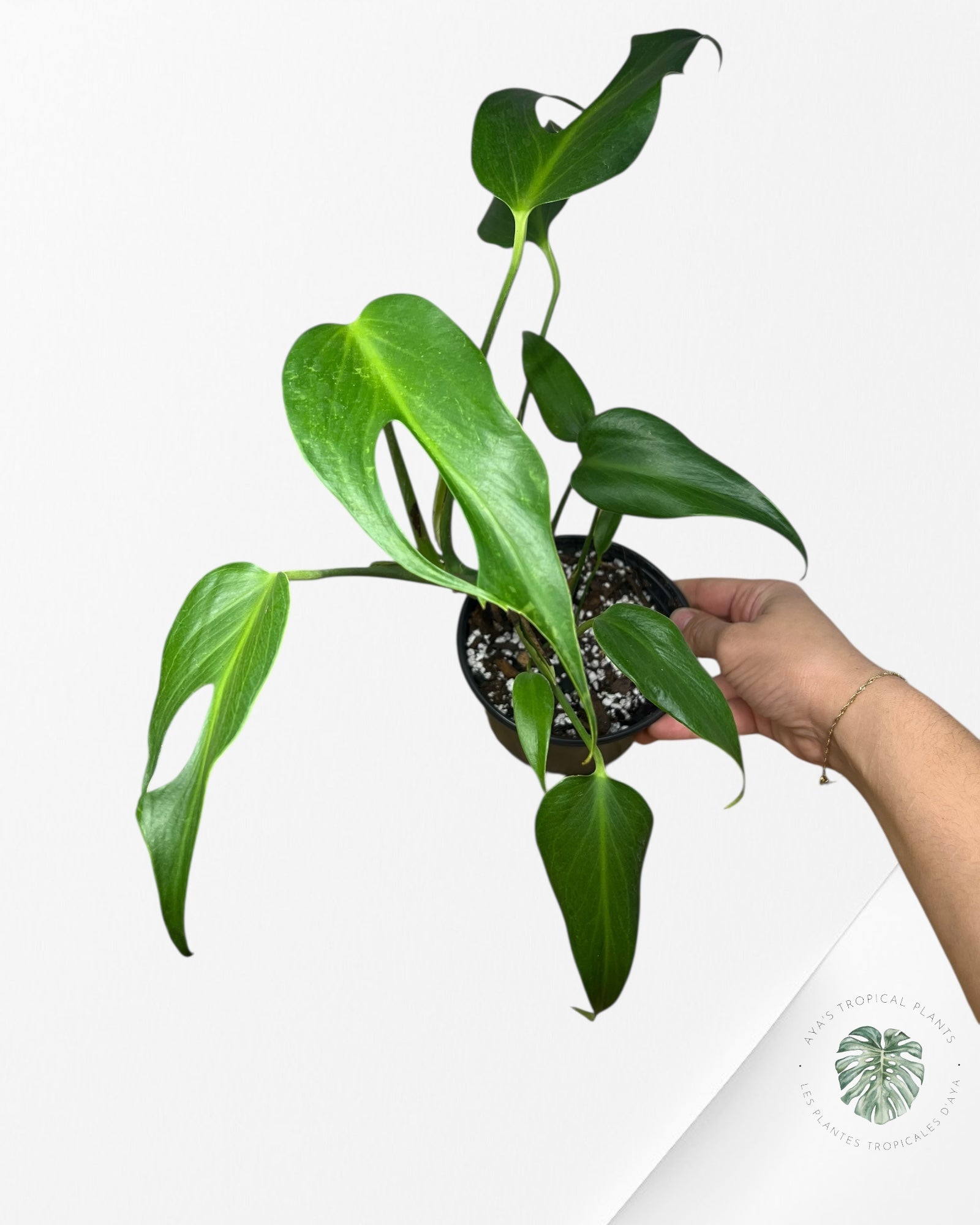 Monstera Burle Marx Flame - 90