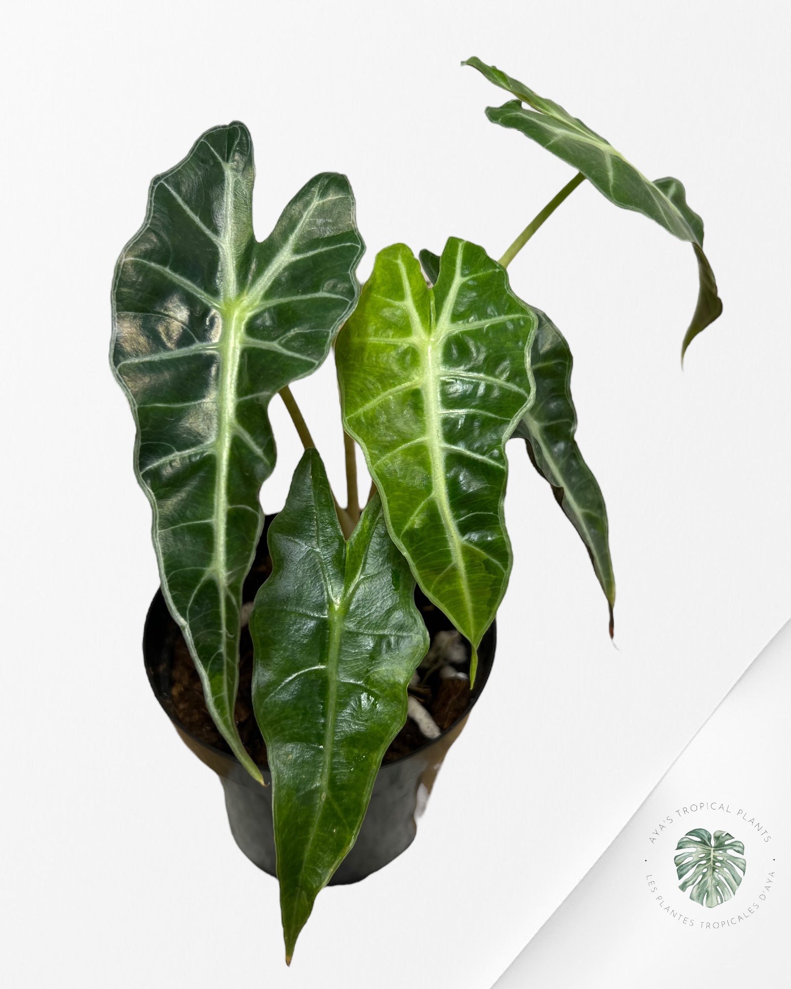 Alocasia amazonica 'Polly' variegate-AAPV3