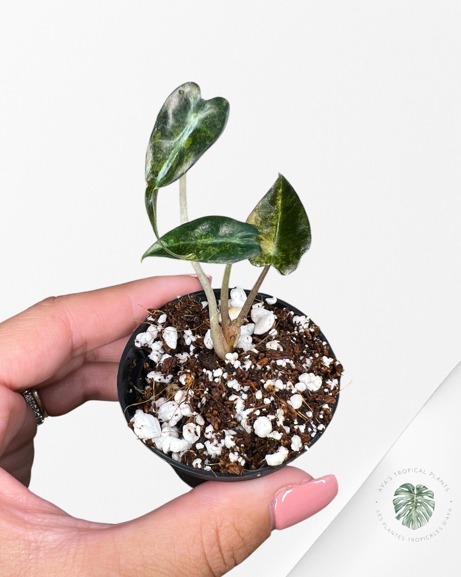 Alocasia Bambino Variegated (Aurea) - TC15