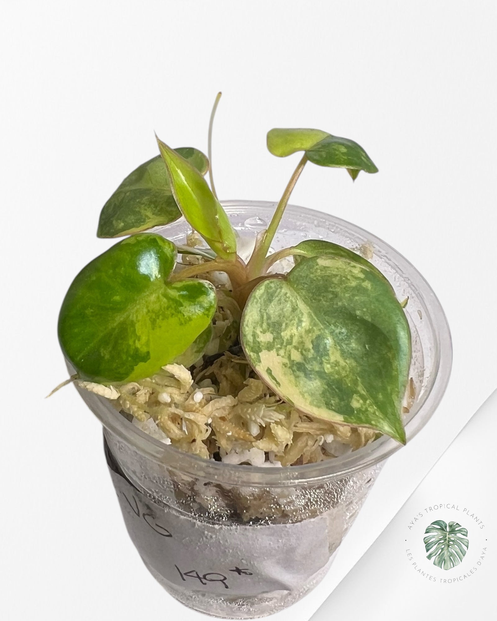 Philodendron Billietiae Variegated - TC5