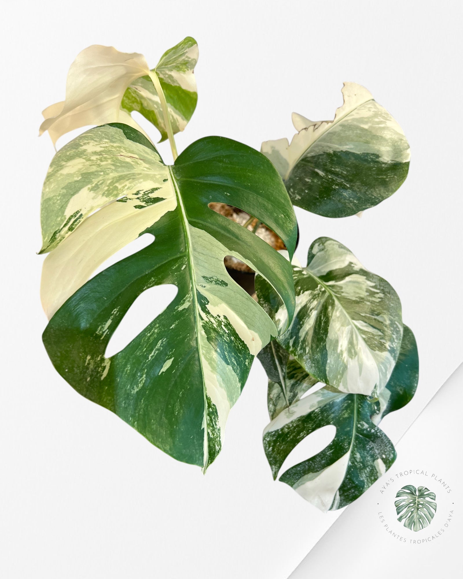 Monstera Borsigiana Albo-JA6