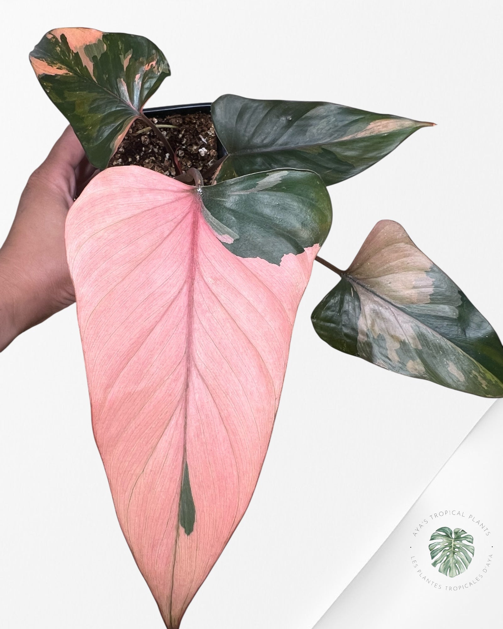 Homalomena Pink Diamond - 1