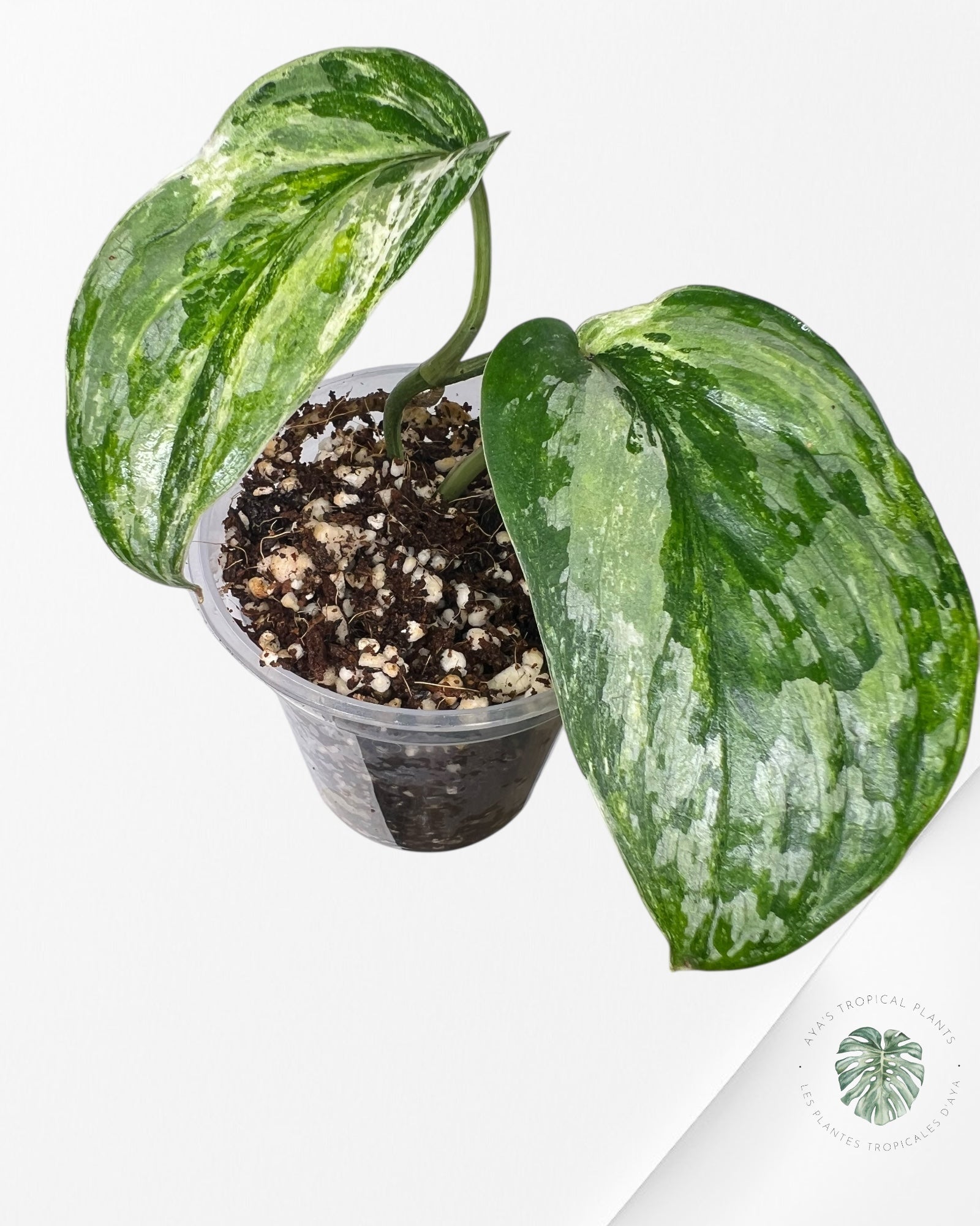 Scindapsus Exotica Tricolore - SET1