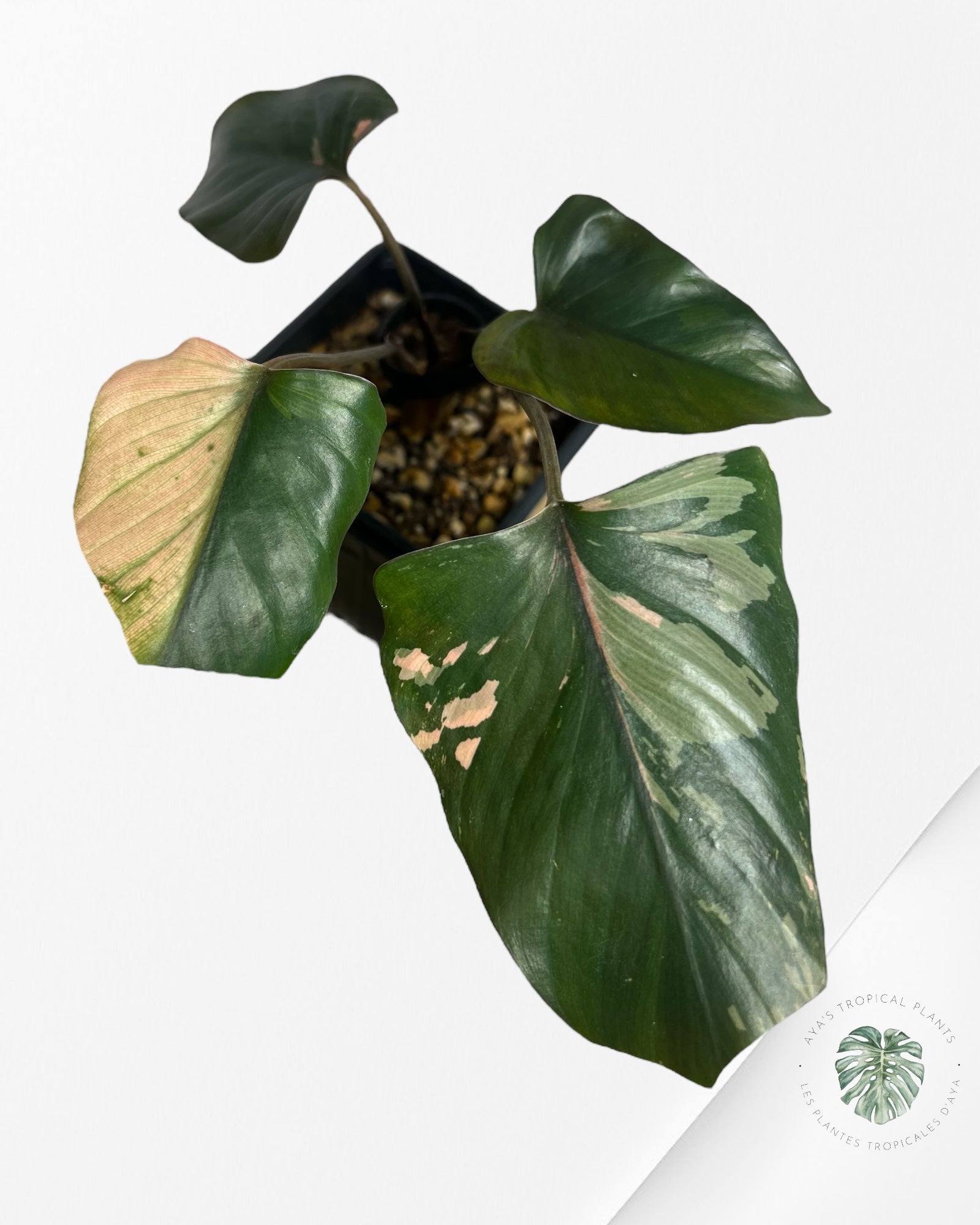 Homalomena Pink Diamond - G11