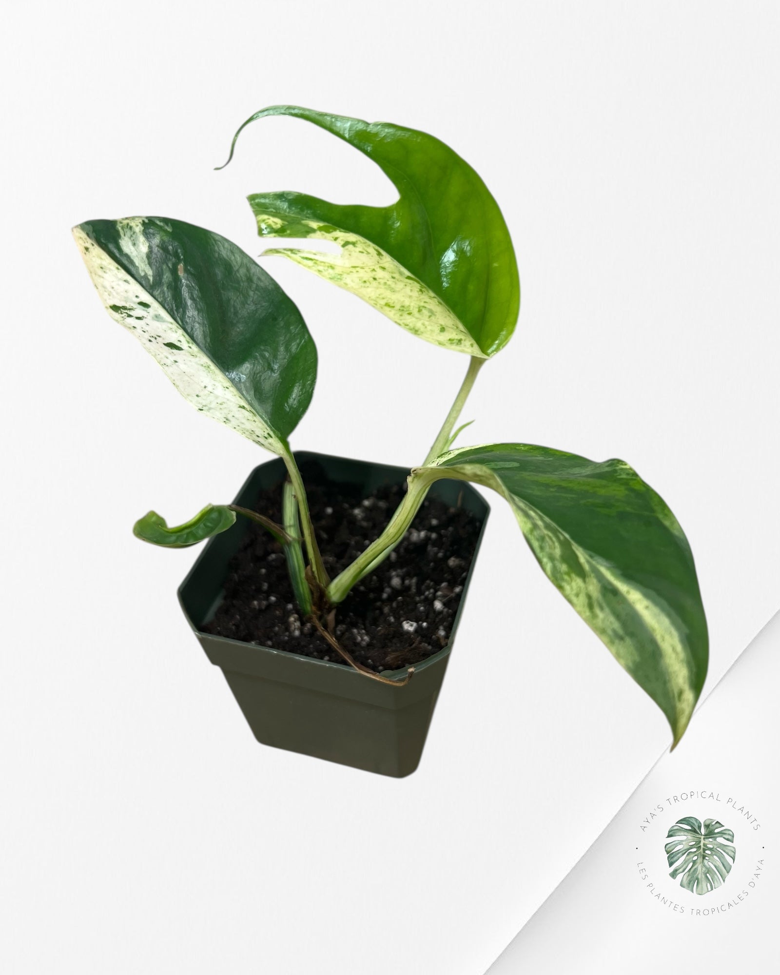 Marbre Epipremnum Pinnatum - E11