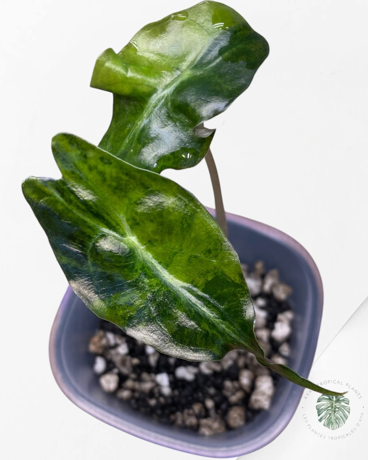 Alocasia Venom Aurea Variegated