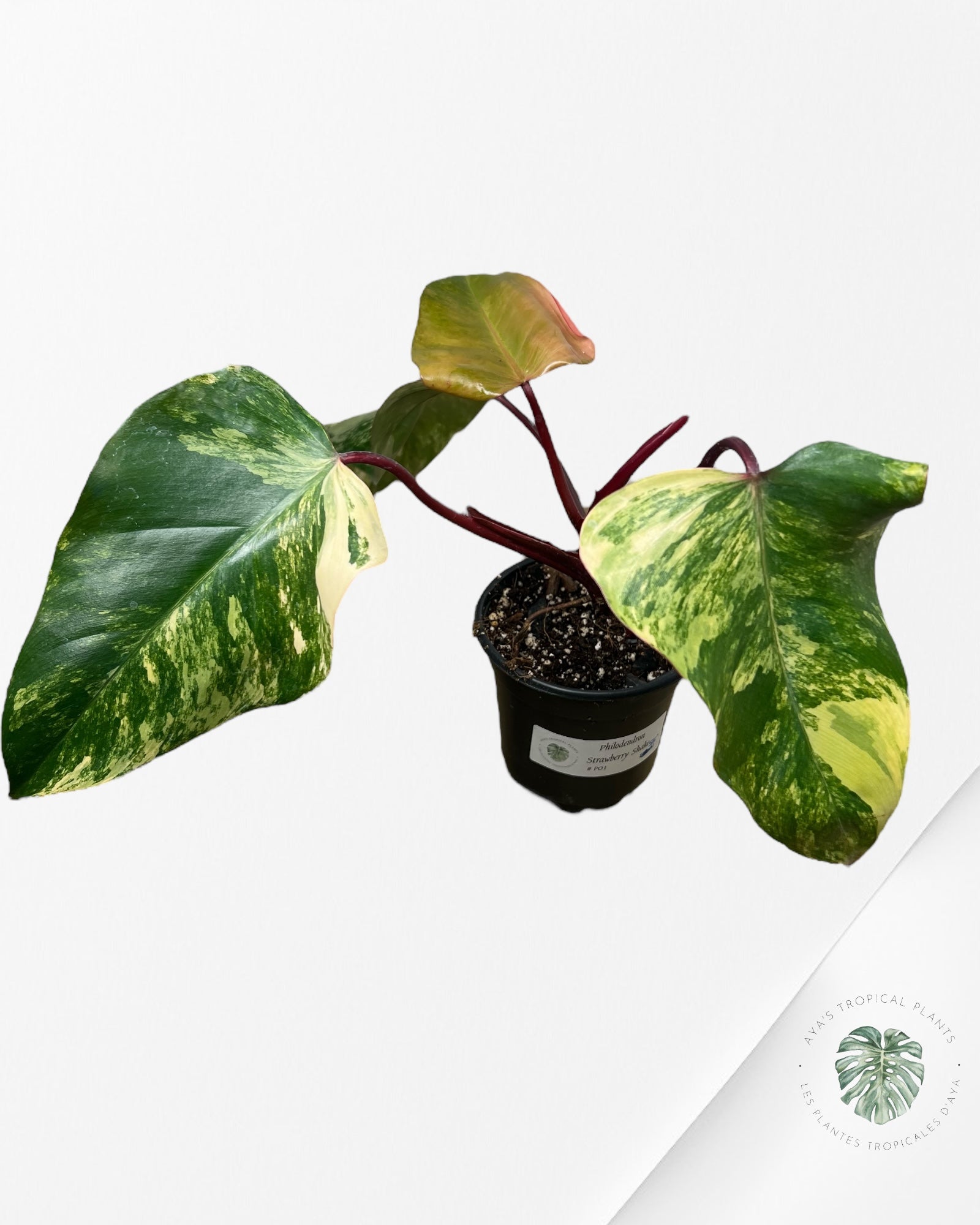 Philodendron Strawberry Shake - ME2