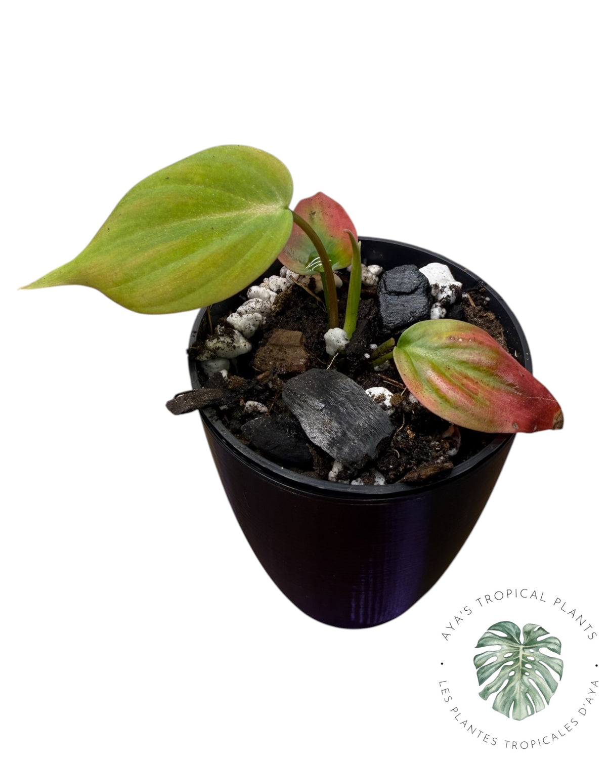 Philodendron Micans Panaché – Tons Roses