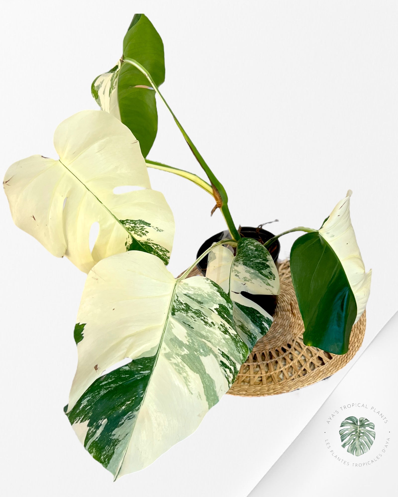 Monstera Borsigiana Albo-JA14