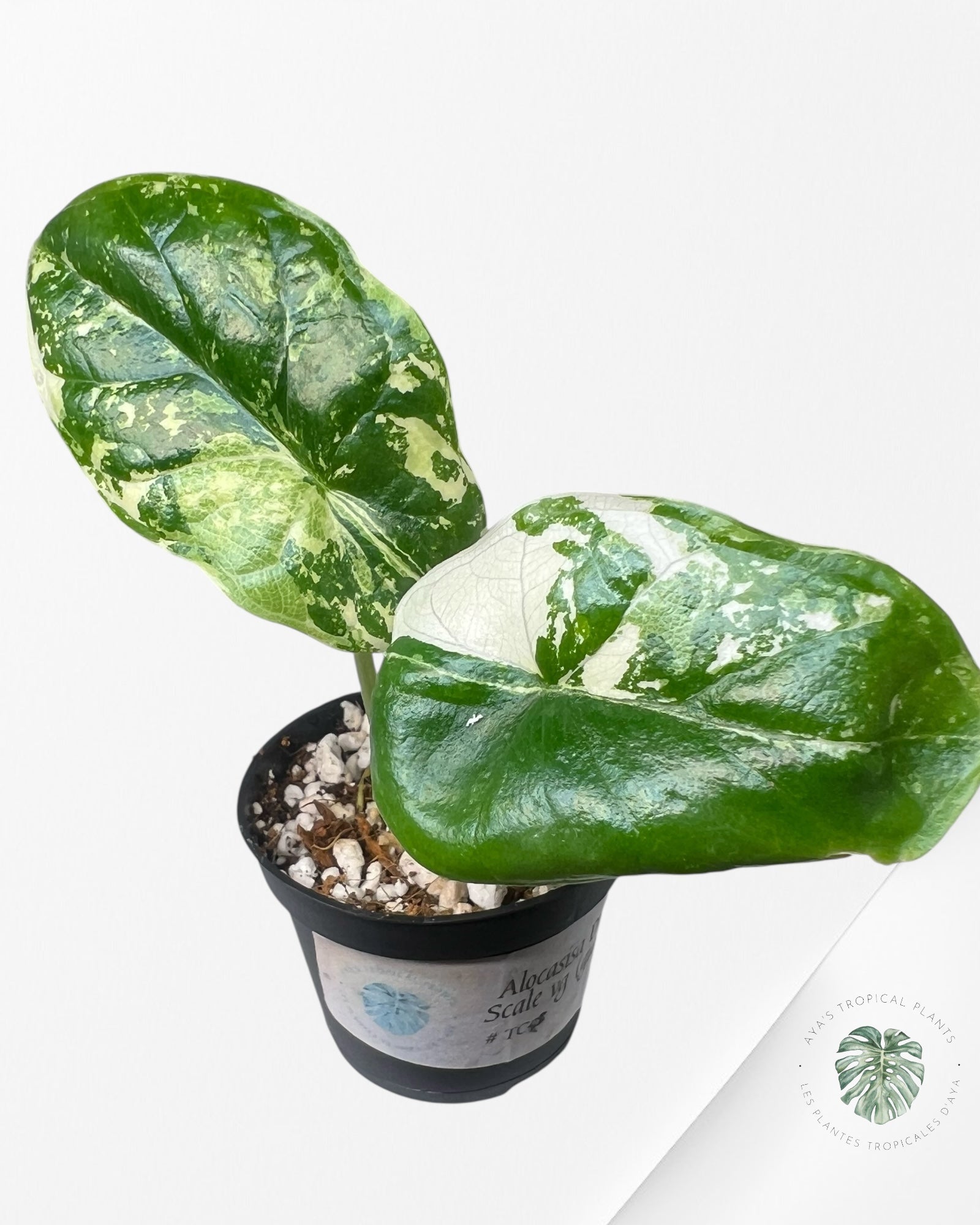 Alocasia Dragon Scale Variegated Albo ( Grade A) - TC4