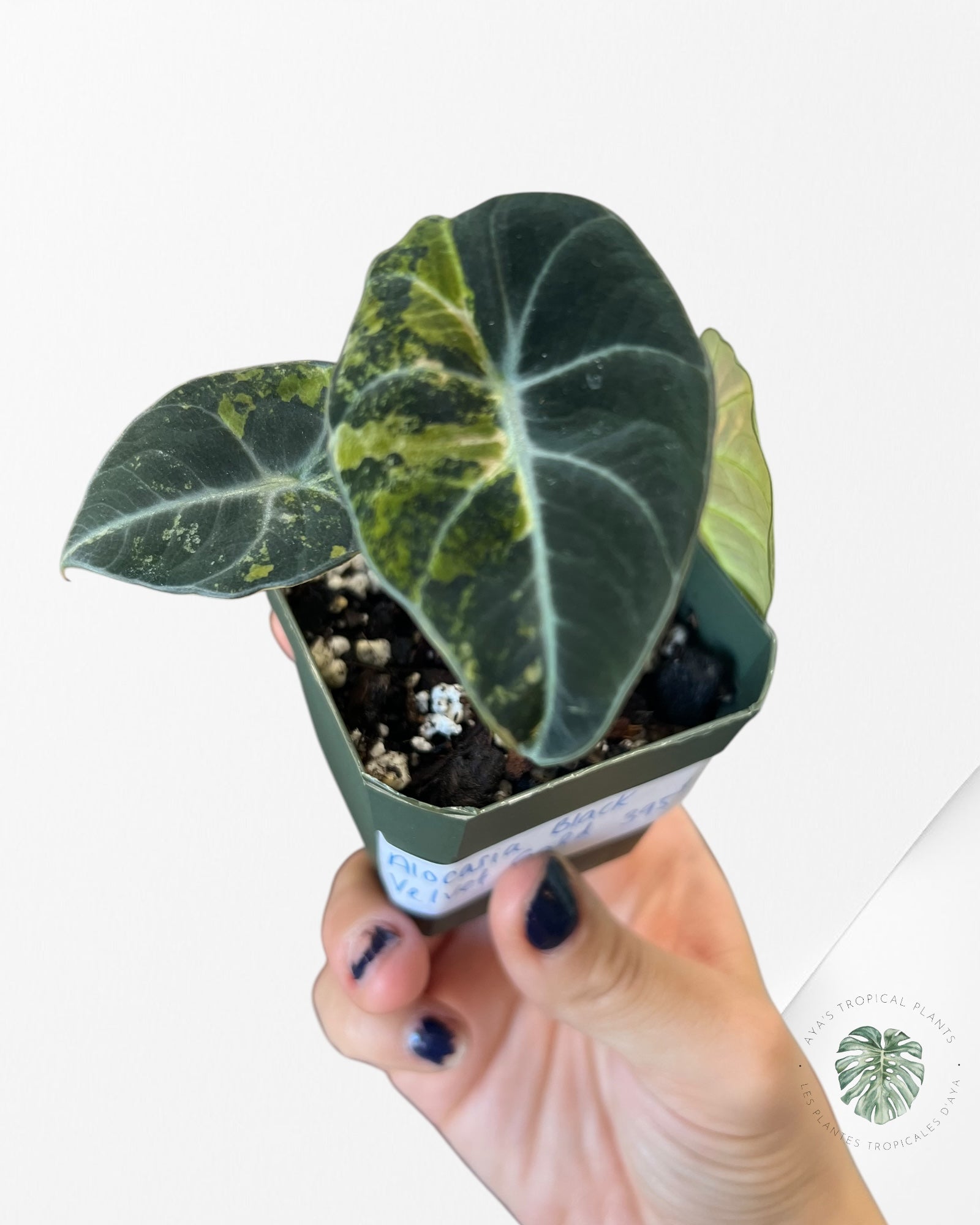 Alocasia Black Velvet Gold-ABVG4