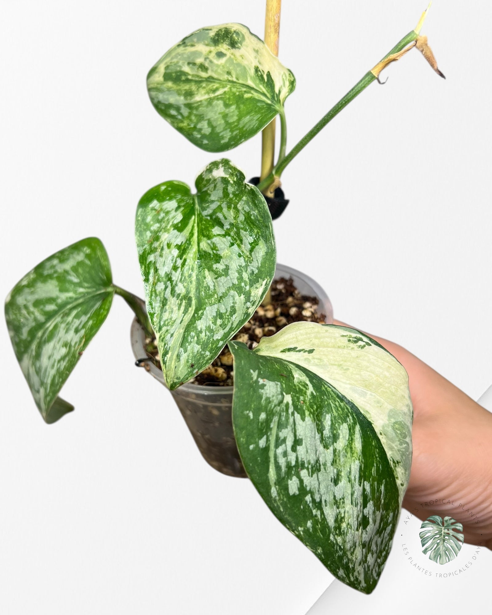 Scindapsus Exotica Tricolore - SET4