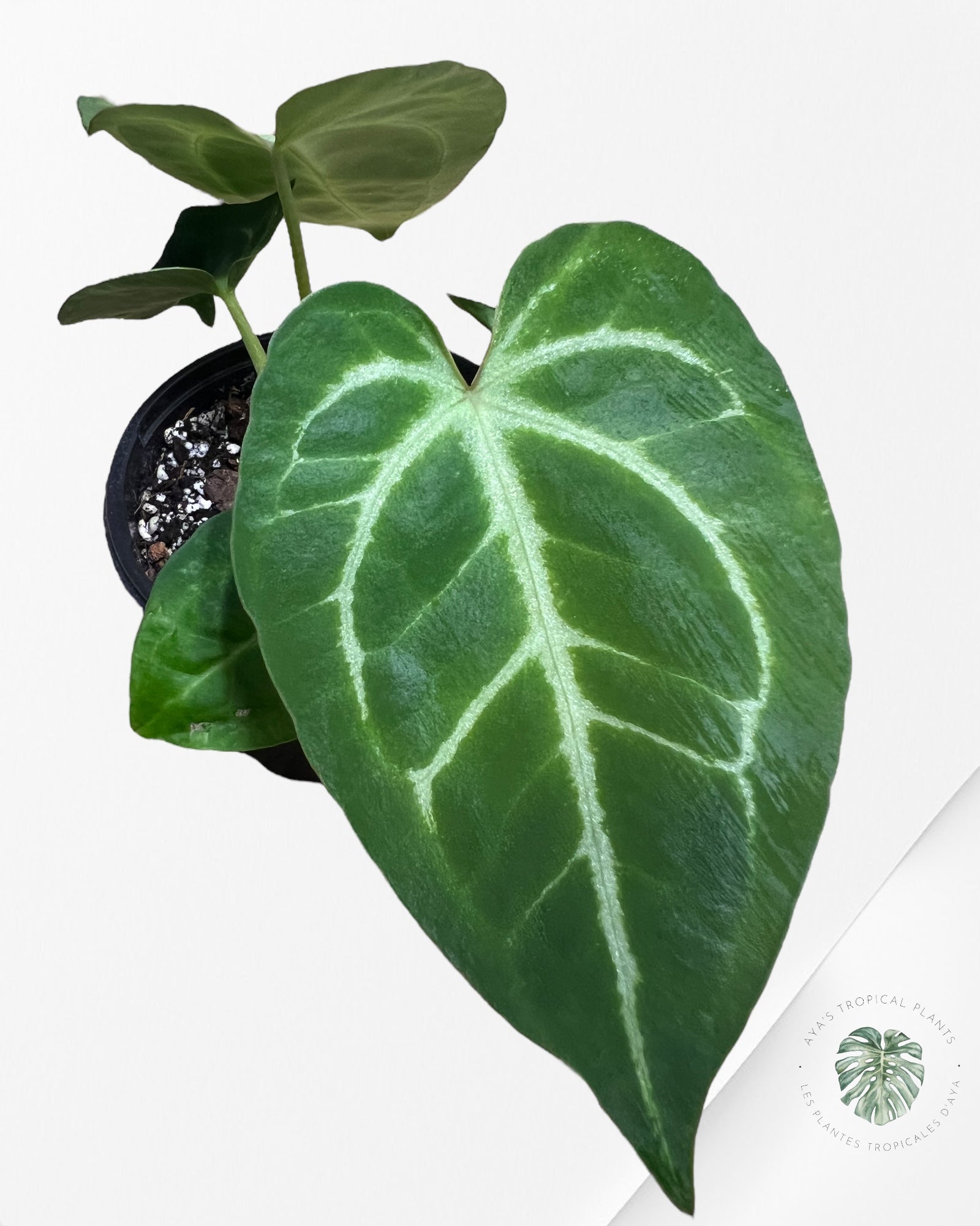 Anthurium Papi *Moira x Velvet* - 1905