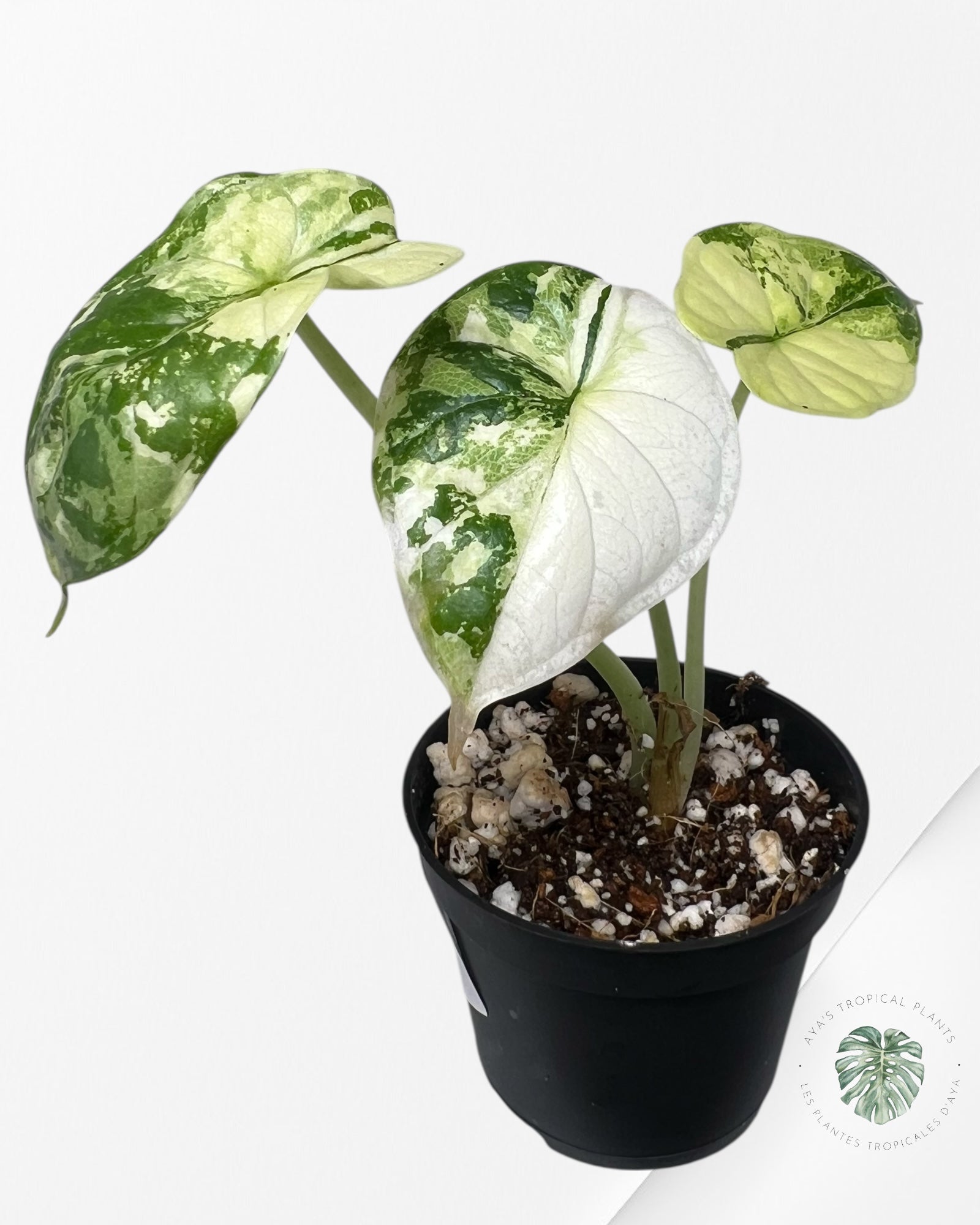 Alocasia Dragon Scale Variegated Albo ( Grade A) - TC100