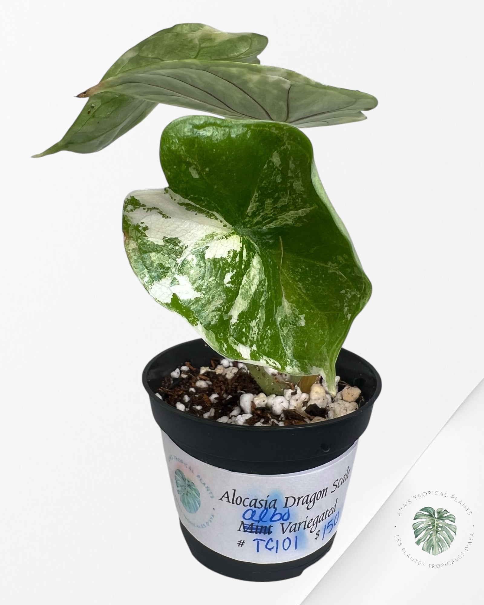 Alocasia Dragon Scale Variegated Albo ( Grade A) - TC101