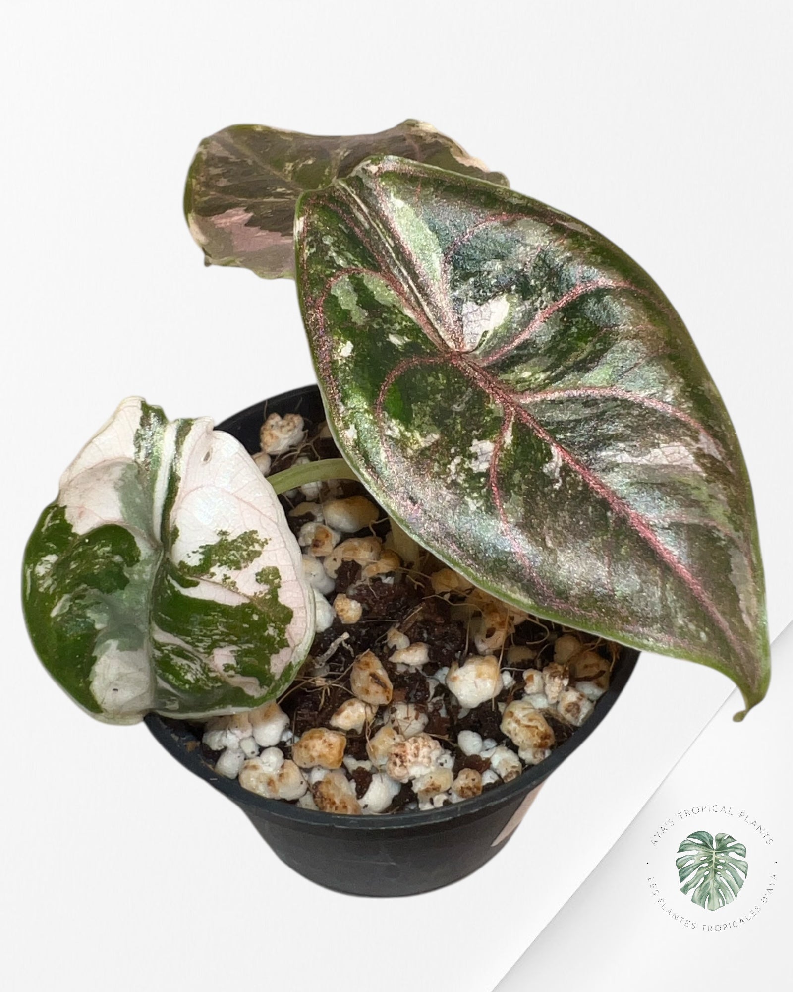 Alocasia Azlanii Pink Variegated - 02