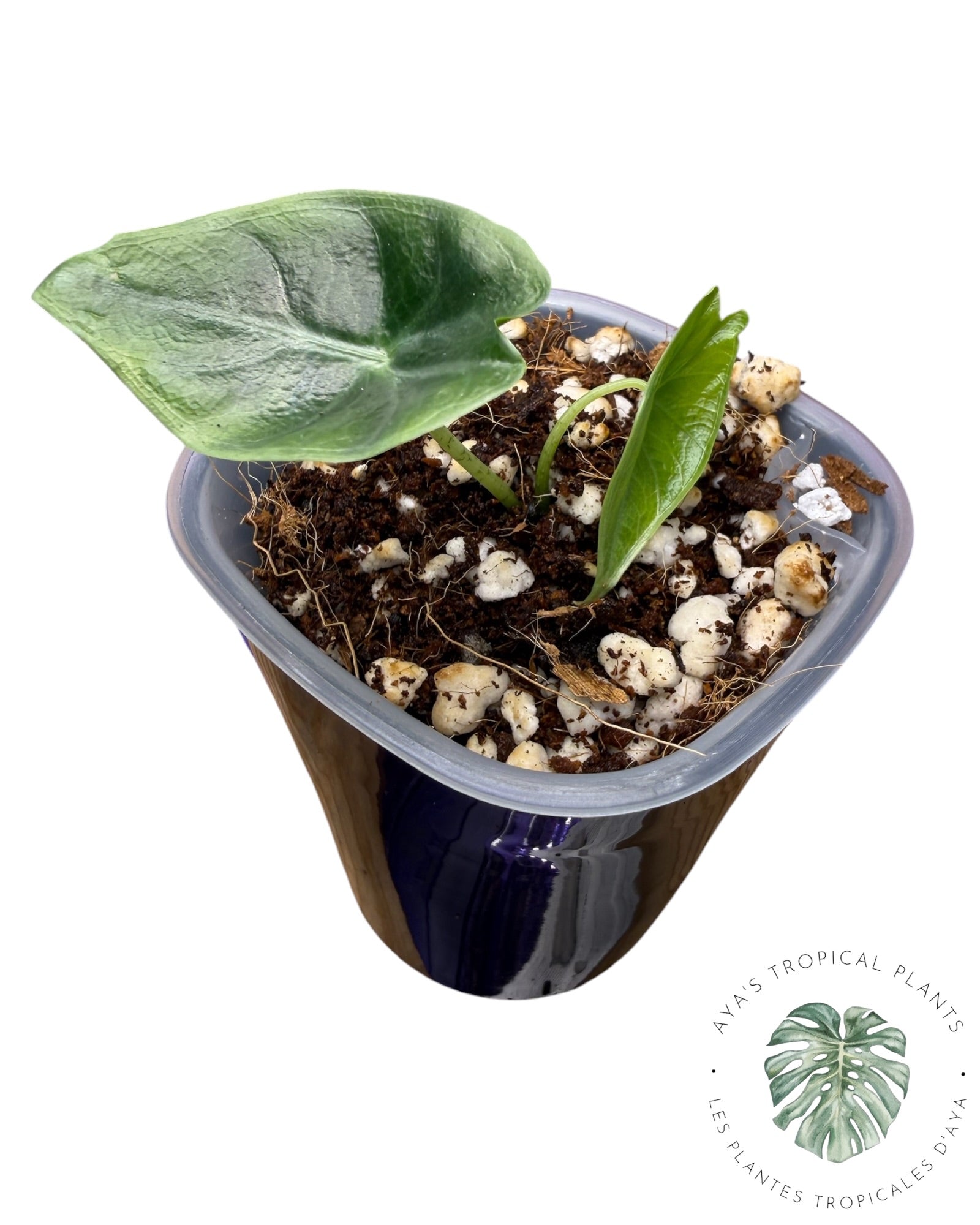 Alocasia Longiloba Pourpre
