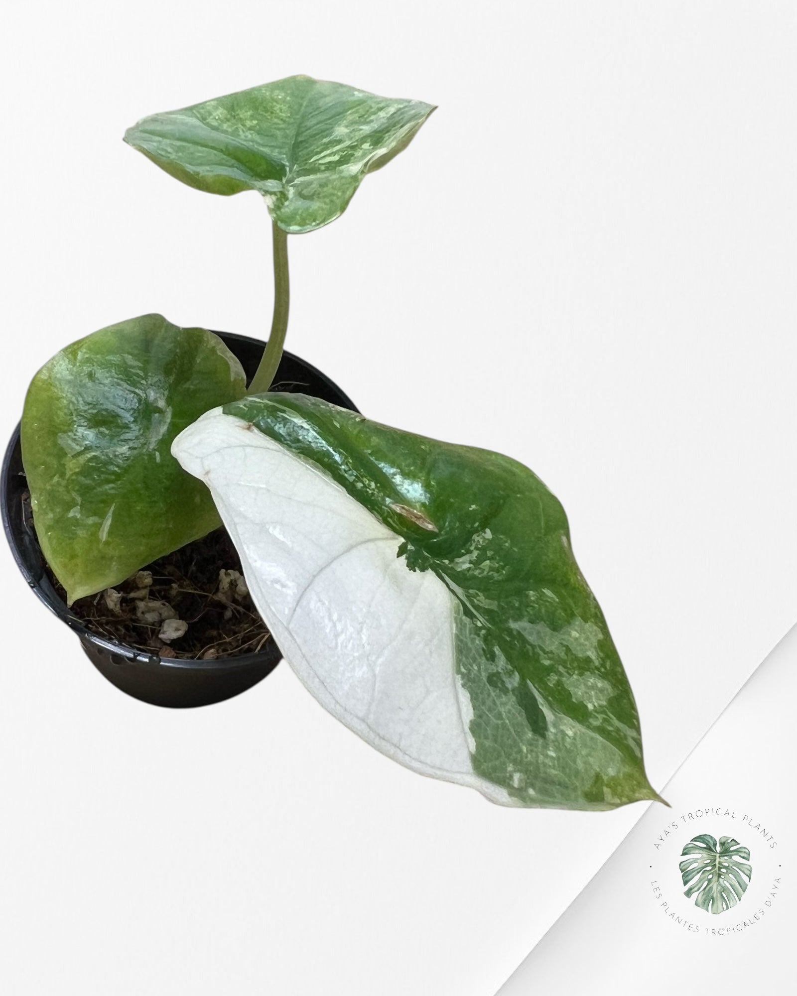 Alocasia  Alocasia Bisma sp. 'Platinum' Albo Variegated- AP