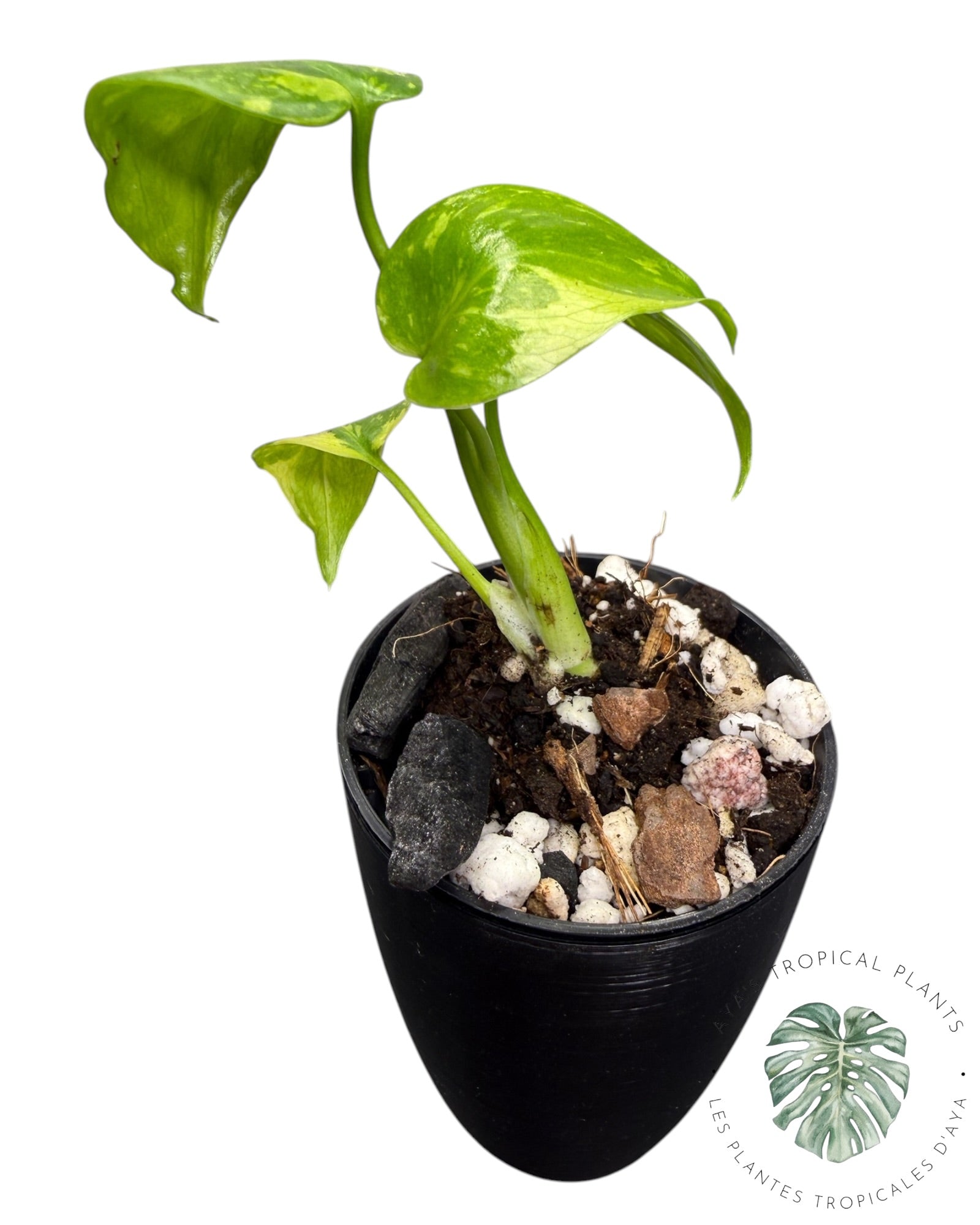 Monstera Deliciosa Electrolyte KING