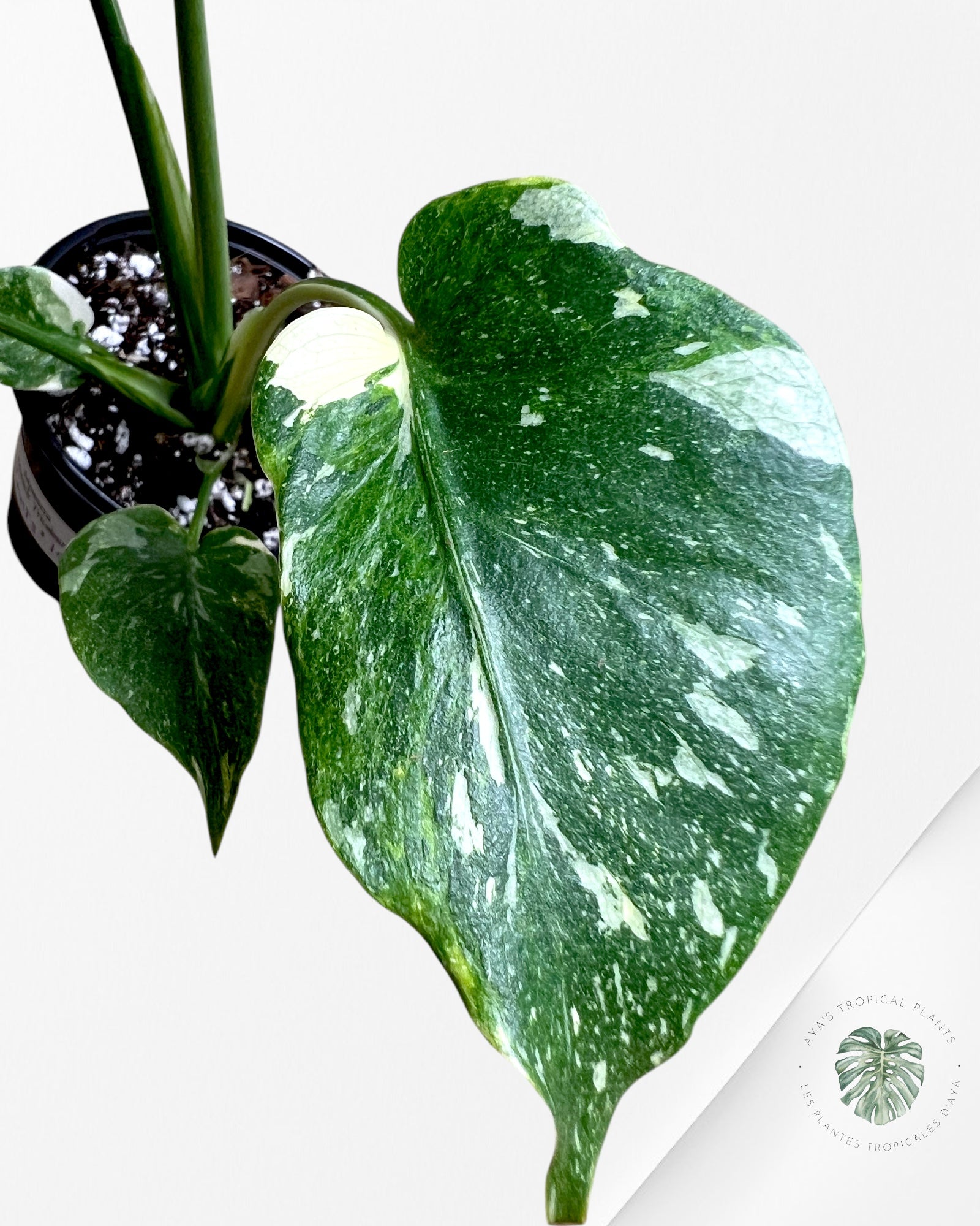 Monstera Miracle Tricolore-MMT3