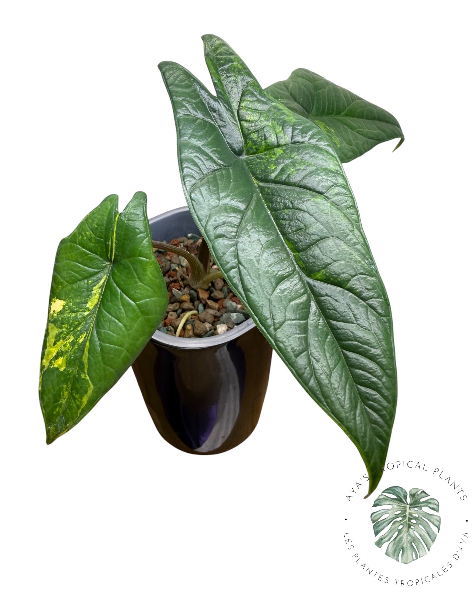 Alocasia Scalprum Aurea Variegated